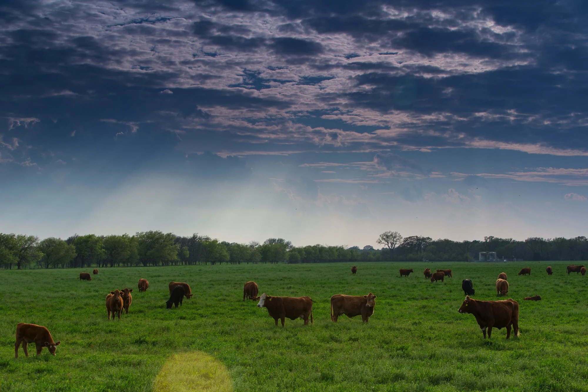 A green pasture with scattered cows grazing under a partly cloudy sky.