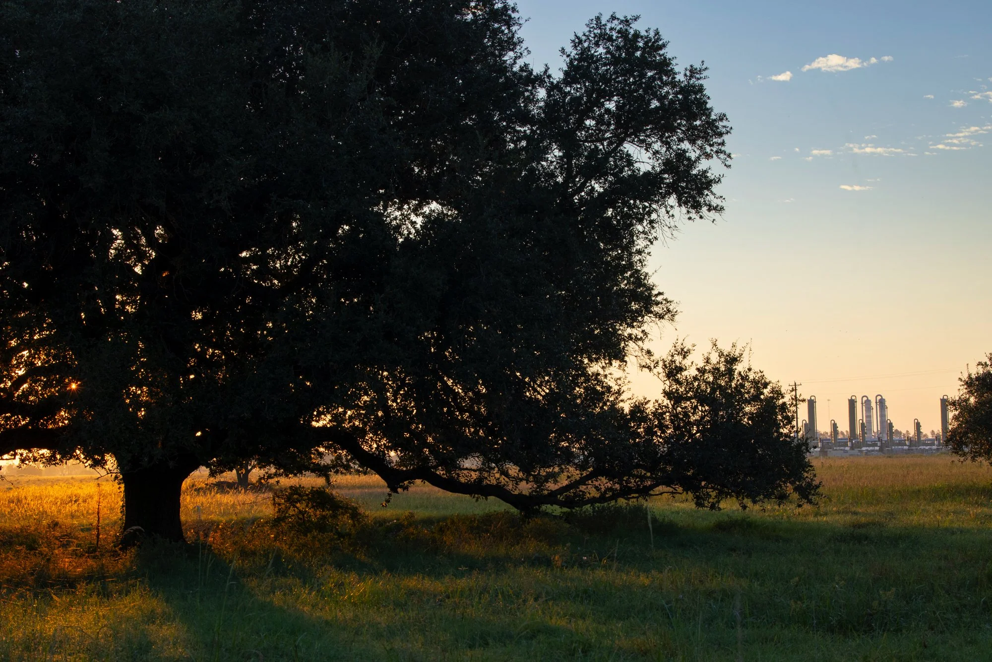 A large tree in a grassy field at sunset, with an industrial refinery in the background.