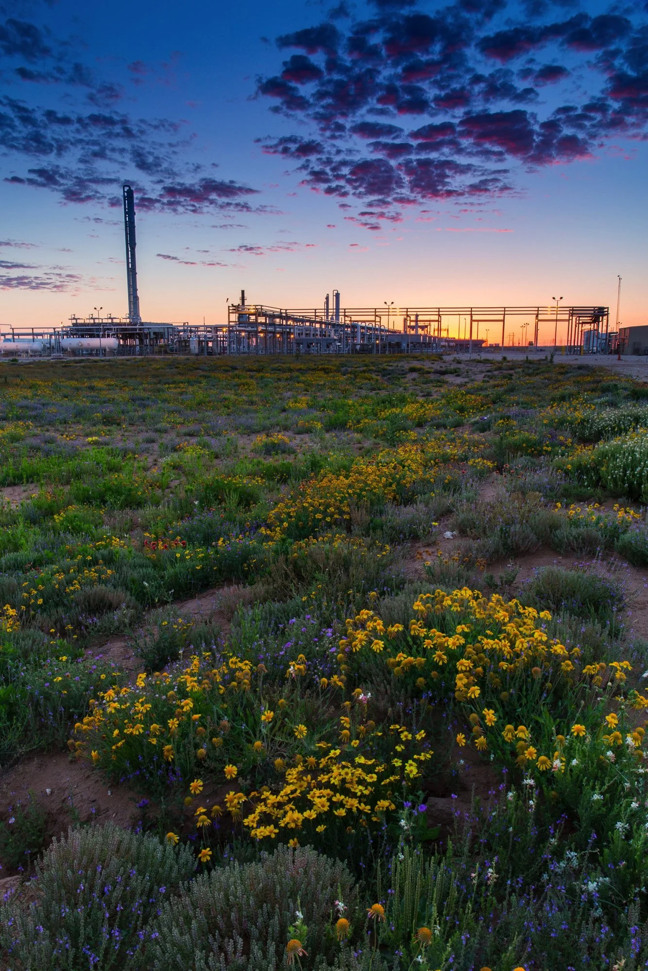 Wildflowers grow in the foreground with an industrial facility in the background at sunset.