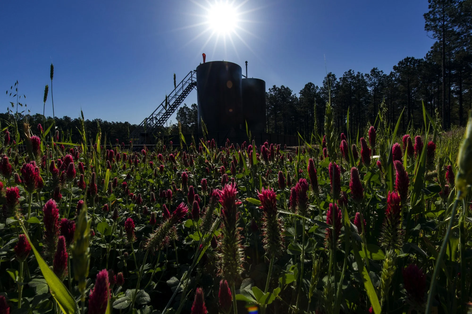 A field of pink flowers in the foreground with an industrial structure in the background, under a bright sun and clear blue sky.