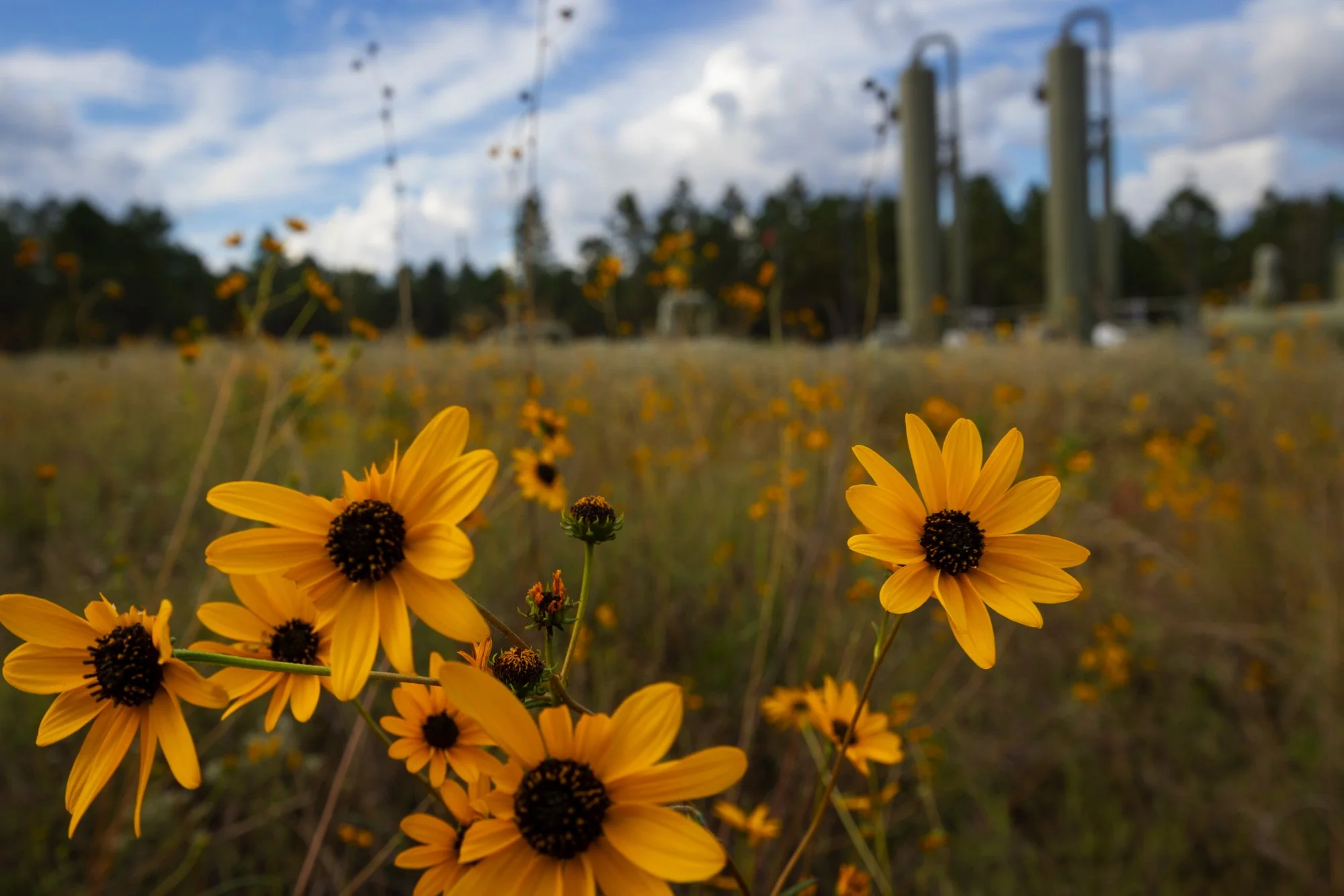 Close-up of yellow wildflowers in a field with blurry background of industrial structures and cloudy sky.