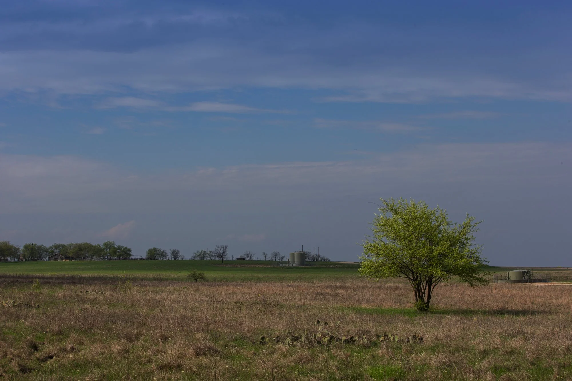 A single tree with light green leaves in an open grassy field under a partly cloudy sky.