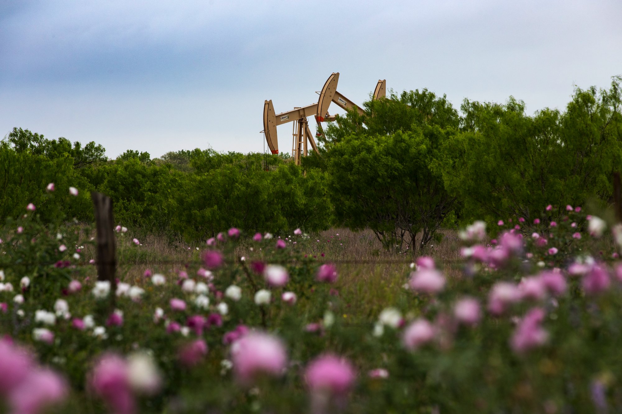 Oil pumps over a background of green trees and pink wildflowers.