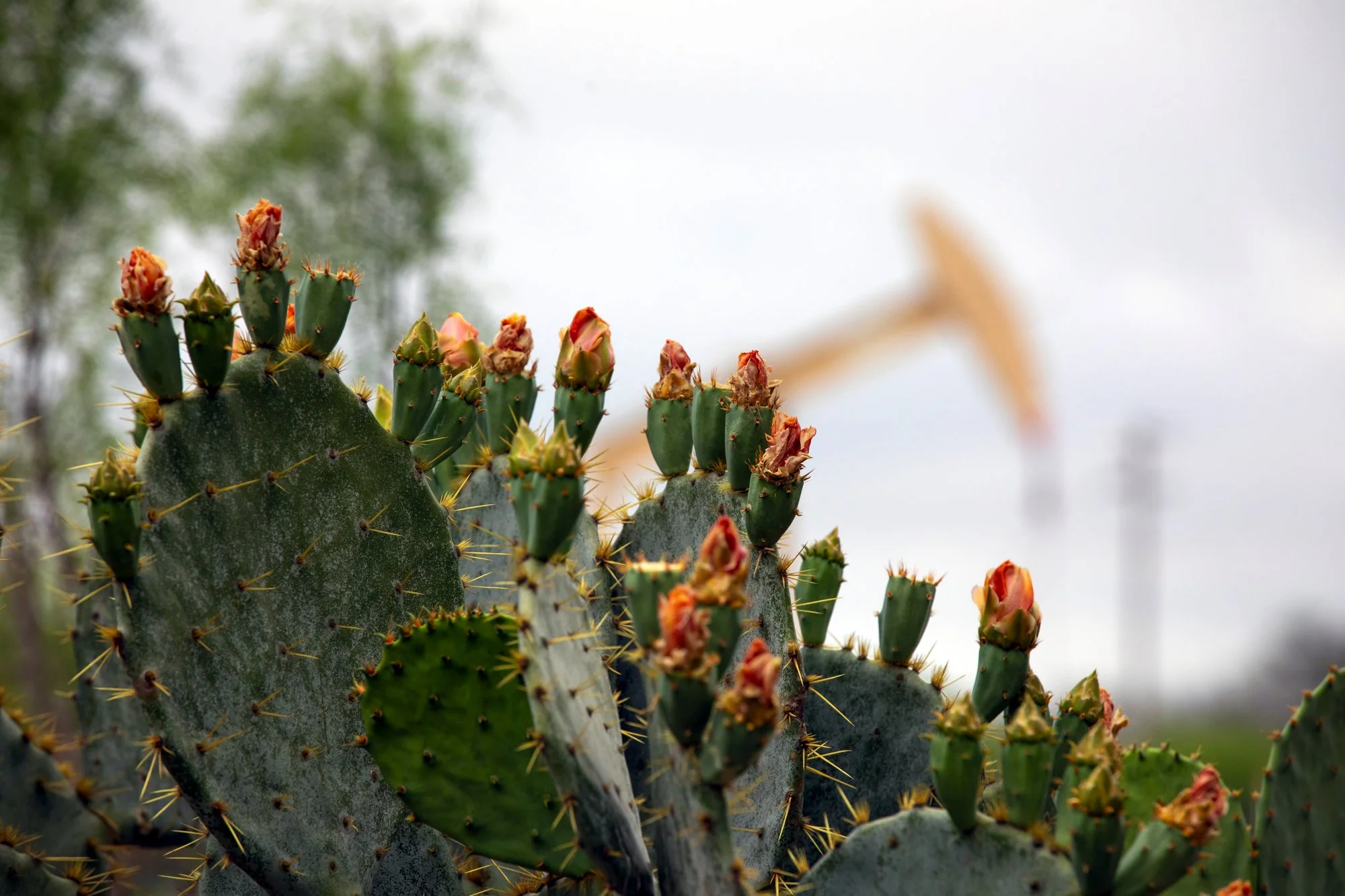 Close-up of a prickly pear cactus with blooming orange flowers on top of green pads, against a blurred outdoor background.