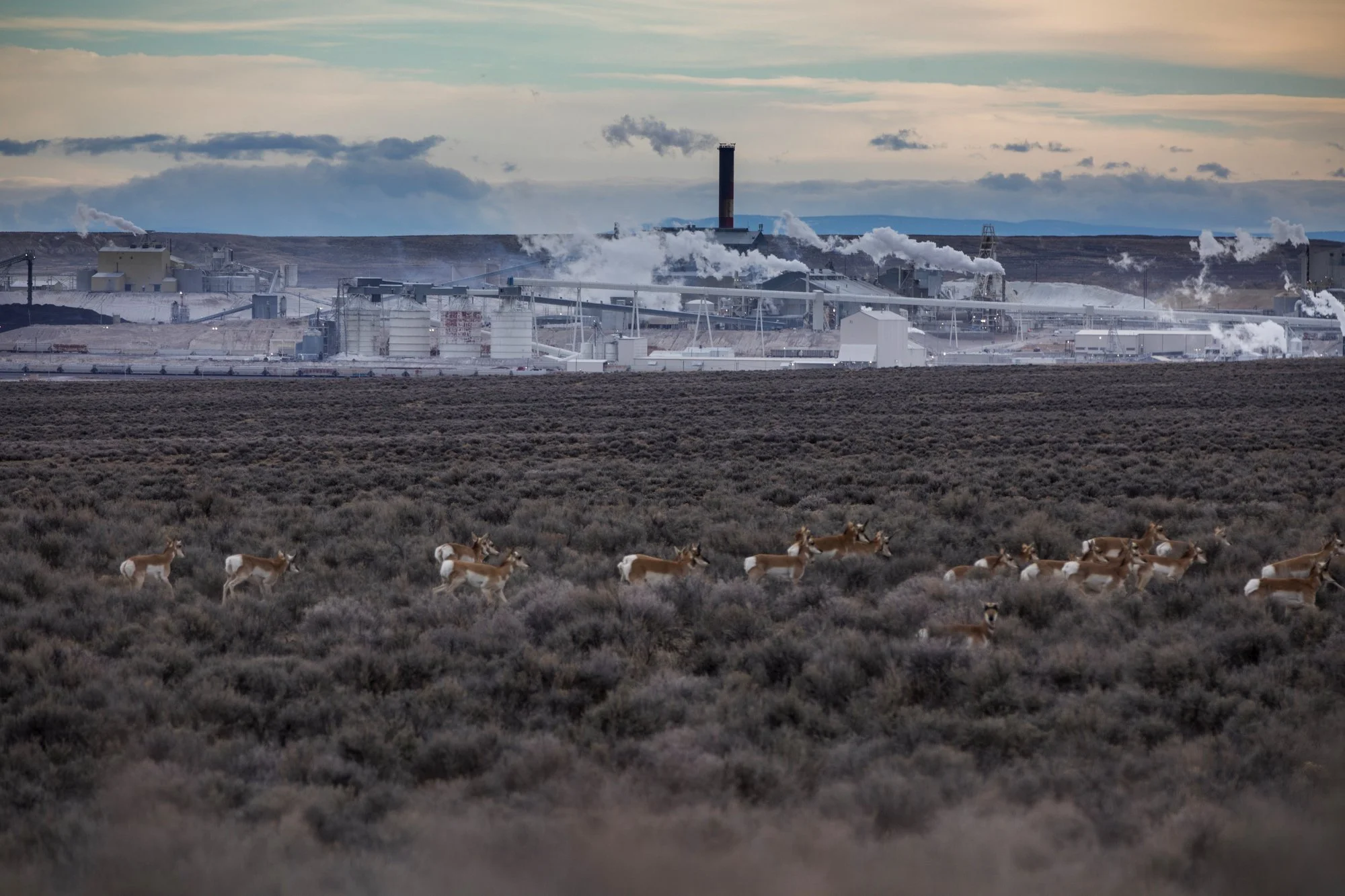 A group of pronghorn antelope running through a desert landscape with industrial factories and smoking chimneys in the background.