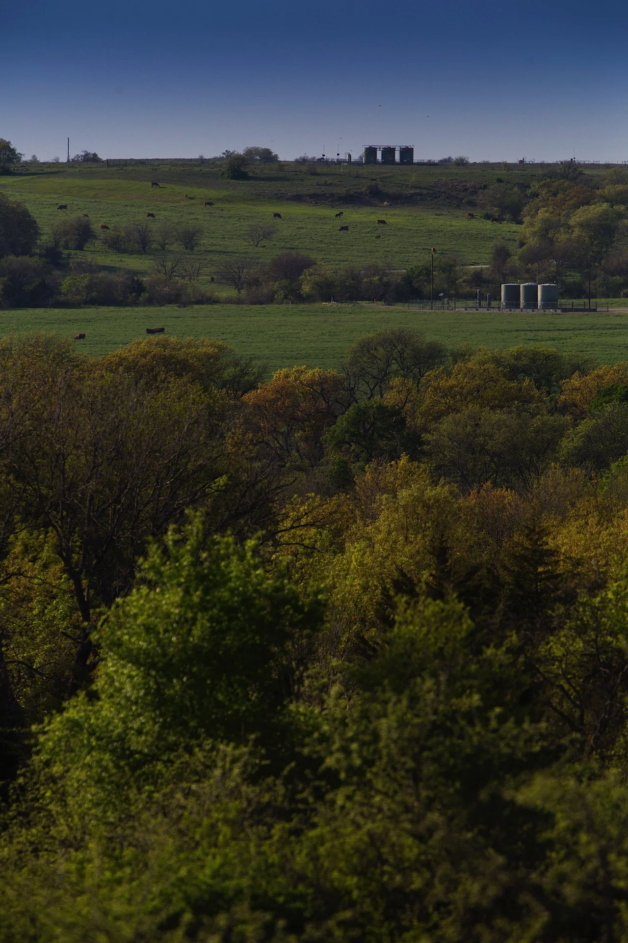 A landscape view of rolling green hills with cows grazing, scattered trees, and some industrial structures in the distance under a clear blue sky.