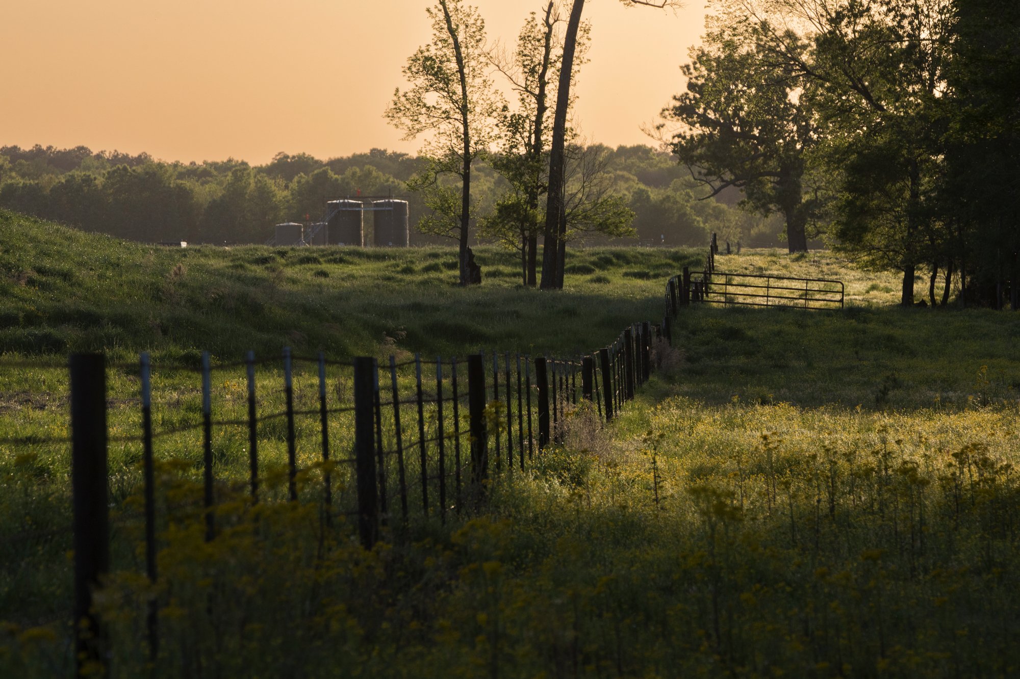 A rural landscape during sunset featuring a fence running through grassy fields with yellow wildflowers, trees in the distance, and farm structures on the horizon.