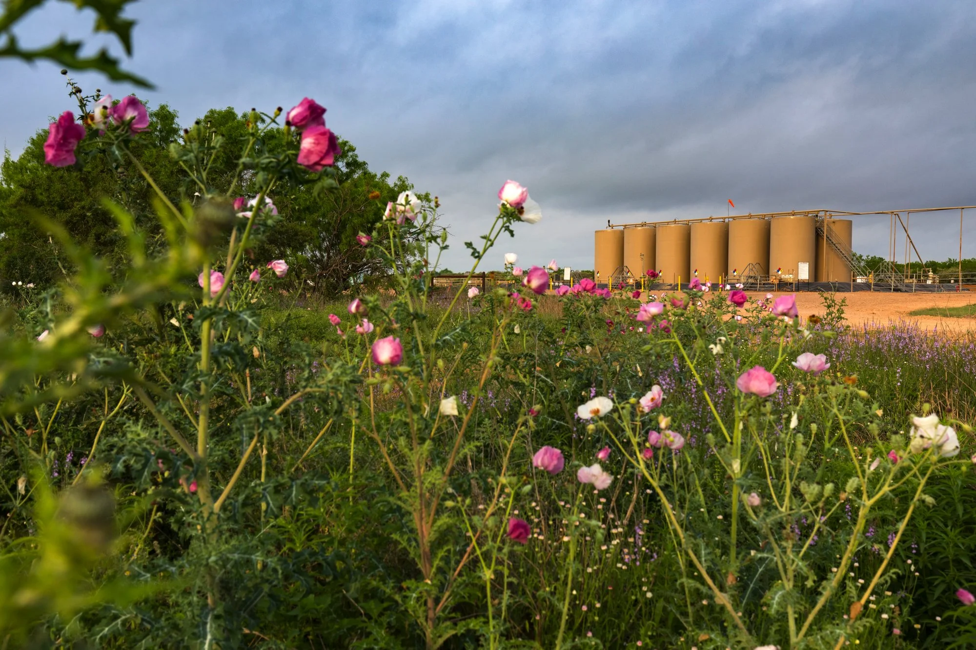 A field of pink and white wildflowers in the foreground with an industrial facility of large beige storage tanks in the background, under a cloudy sky.