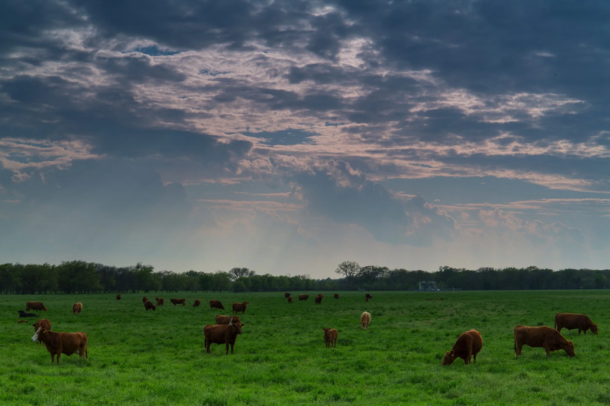 Green pasture with cows grazing under a partly cloudy sky.