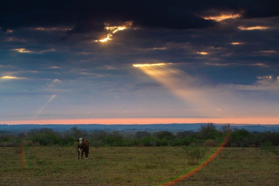 A cow standing in an open field during sunset with dark clouds in the sky and a rainbow lens flare.