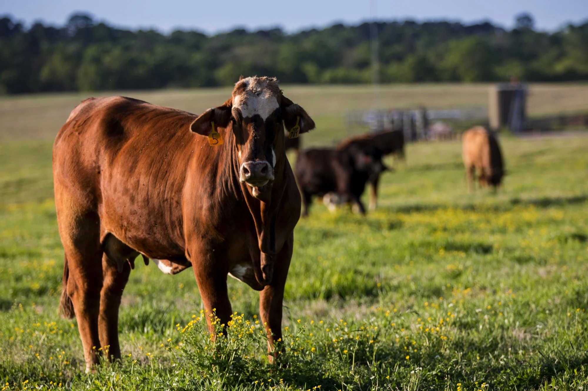 Brown and white cow standing in a green field with yellow wildflowers, with other cows grazing in the background under a blue sky.