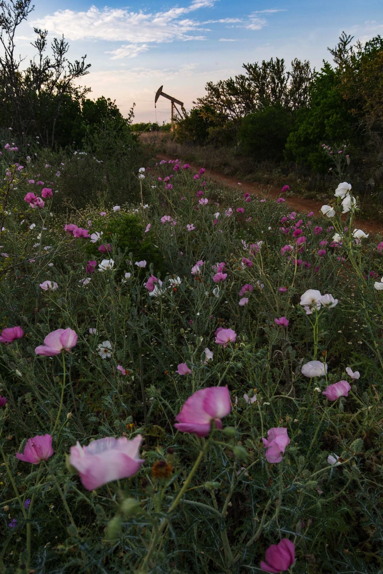 Wildflowers in a field with a dirt path, trees, and an oil pumpjack in the background under a partly cloudy sky.