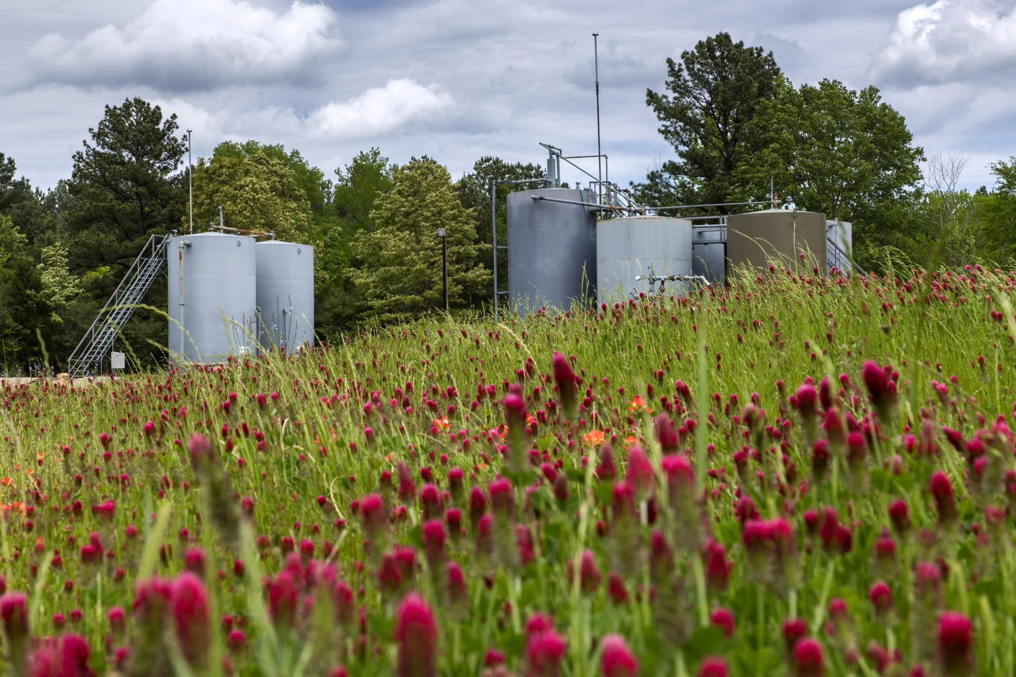 A field of pink and purple wildflowers in the foreground with metal storage tanks and trees in the background on a cloudy day.