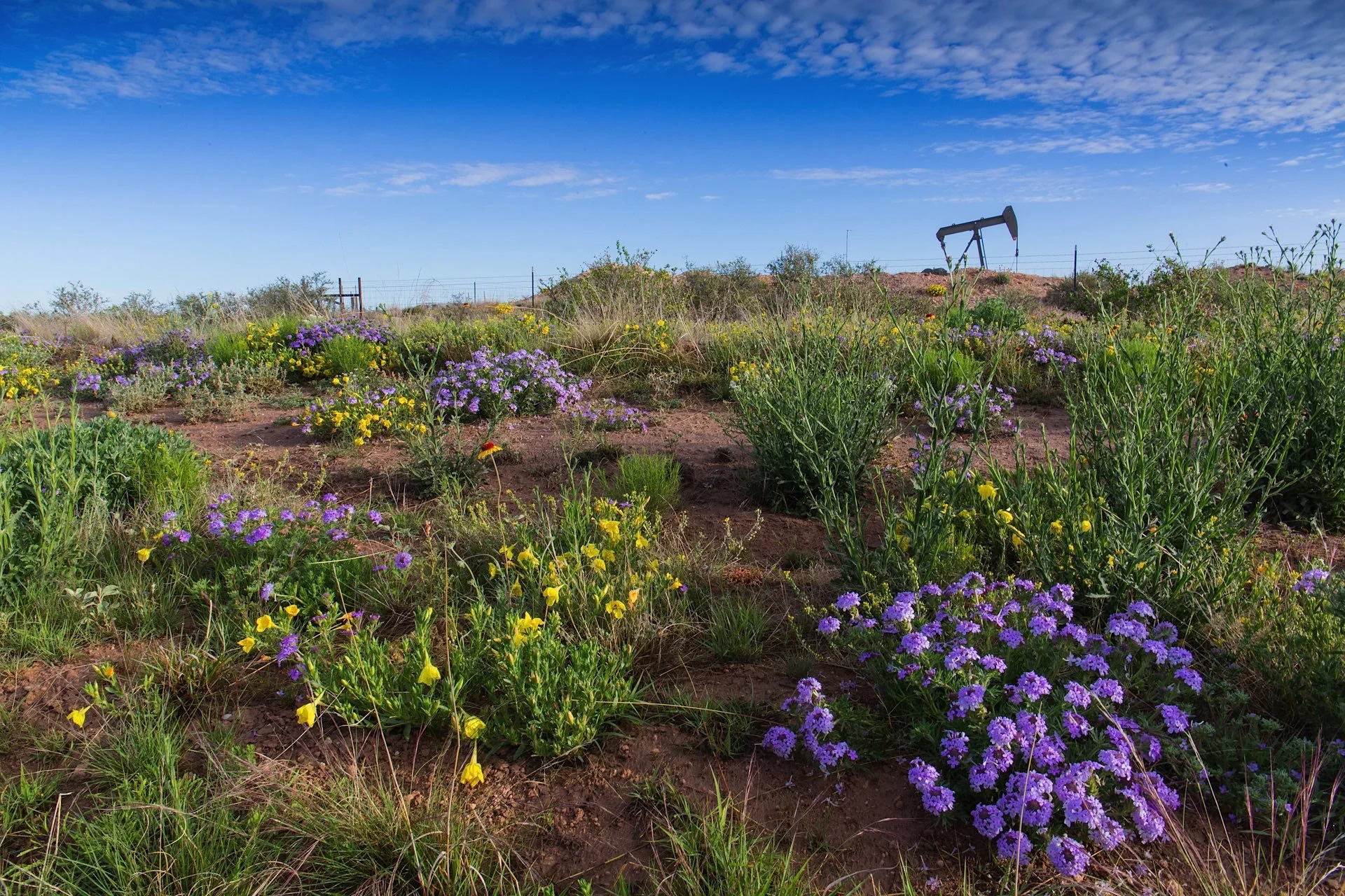 An arid landscape with various desert plants, purple and yellow wildflowers, and an oil pump jack in the distance under a partly cloudy blue sky.