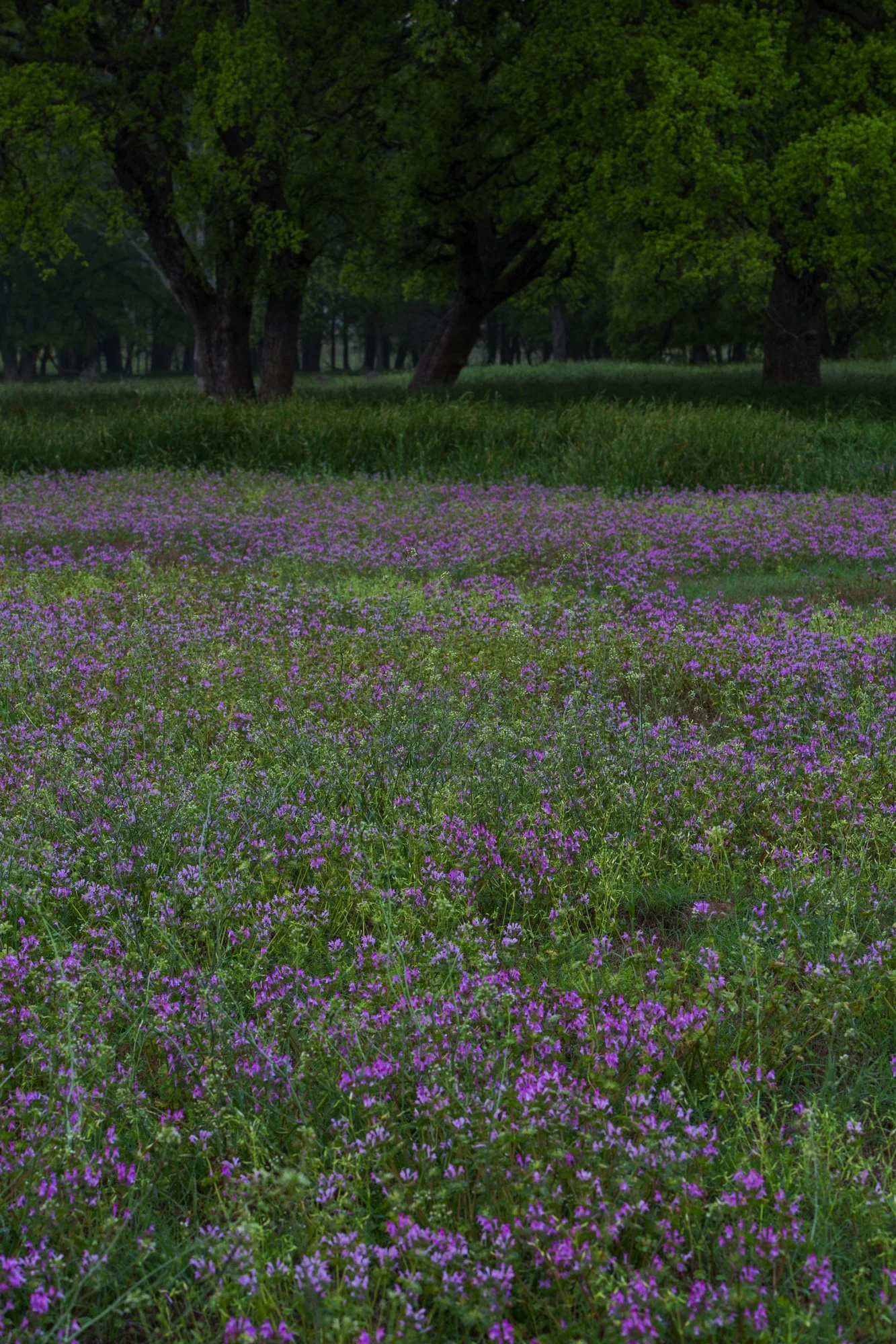 A grassy field with small purple flowers beneath tall green trees.