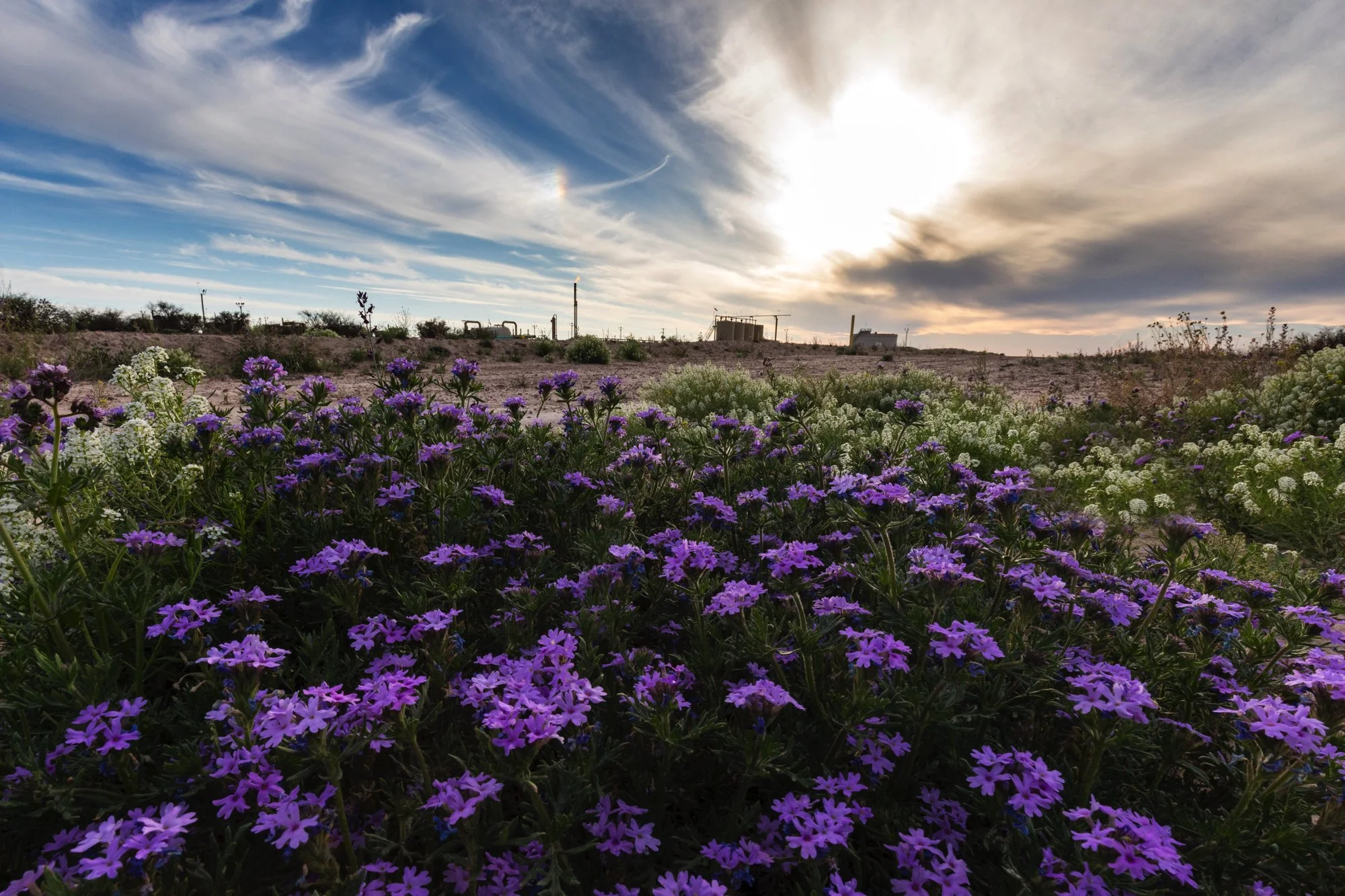 A landscape of flowering plants, mostly purple and white, under a partly cloudy sky with the sun setting or rising in the background.