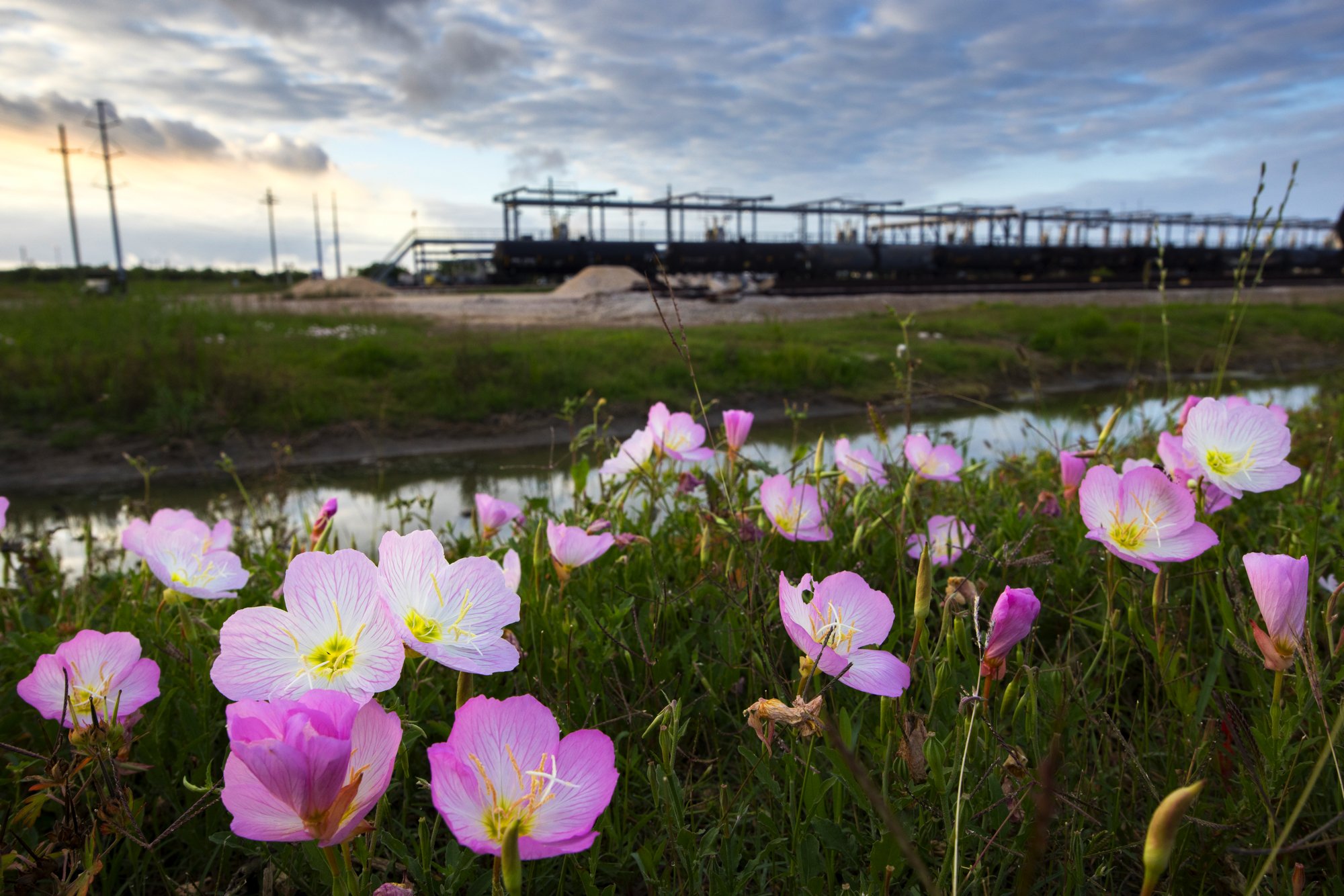 Pink and white flowers in the foreground, with a green grassy area, a small waterway, and train tracks with trains under construction and power lines under a partly cloudy sky in the background.