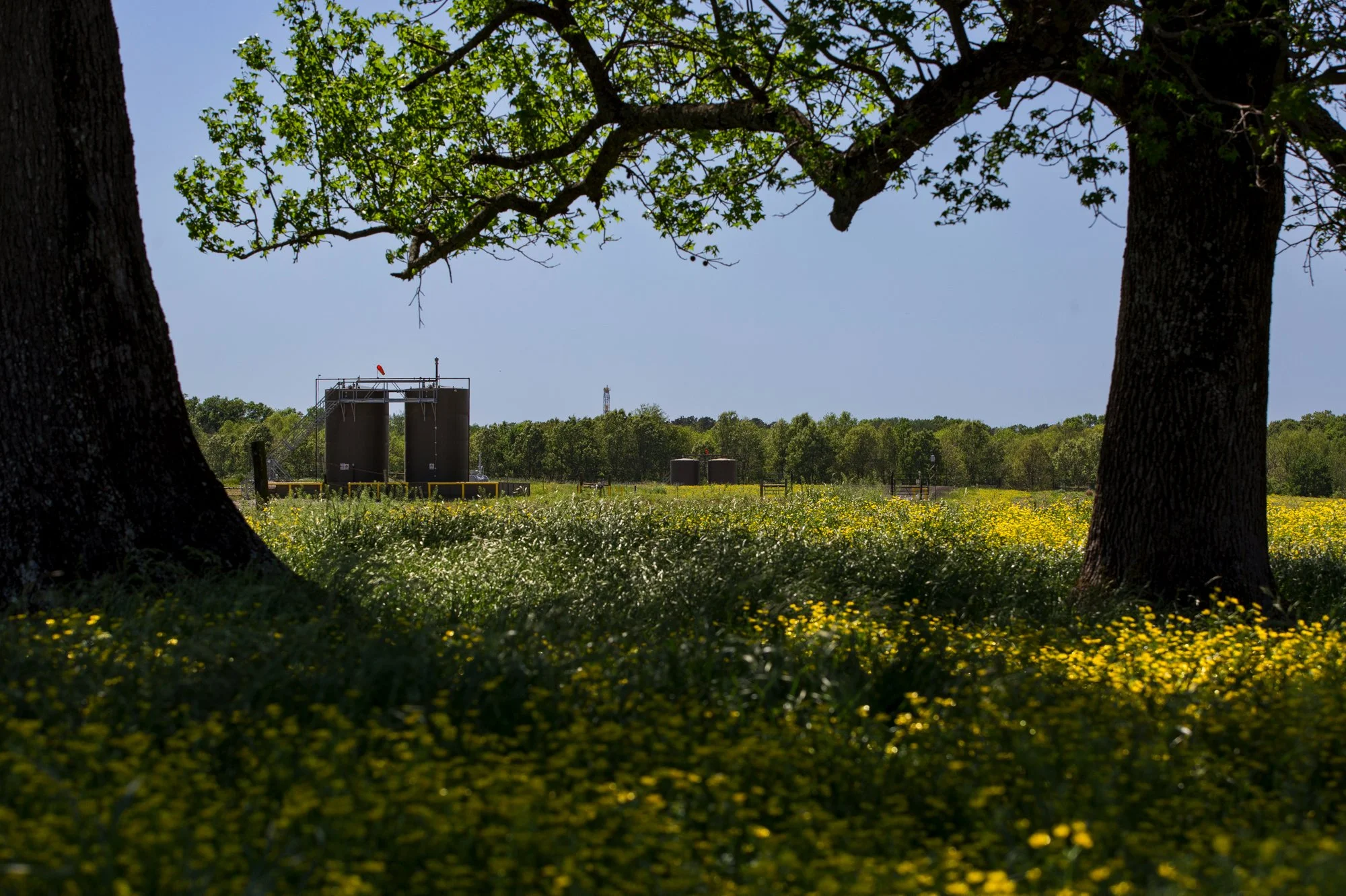 A rural landscape with large tree trunks in the foreground, a field of small yellow flowers, and industrial tanks in the distance under a clear blue sky.