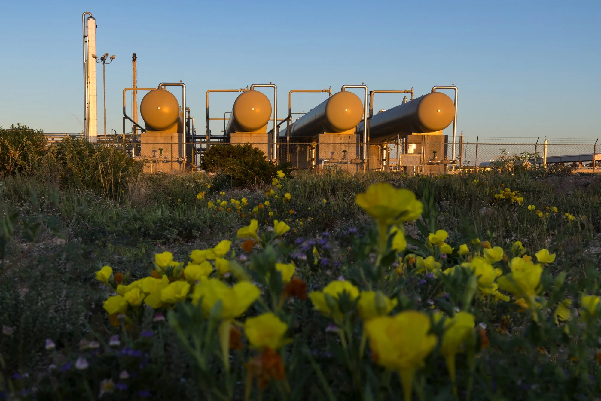 A field with yellow flowers in the foreground and an industrial facility with large storage tanks and pipelines in the background during sunset.