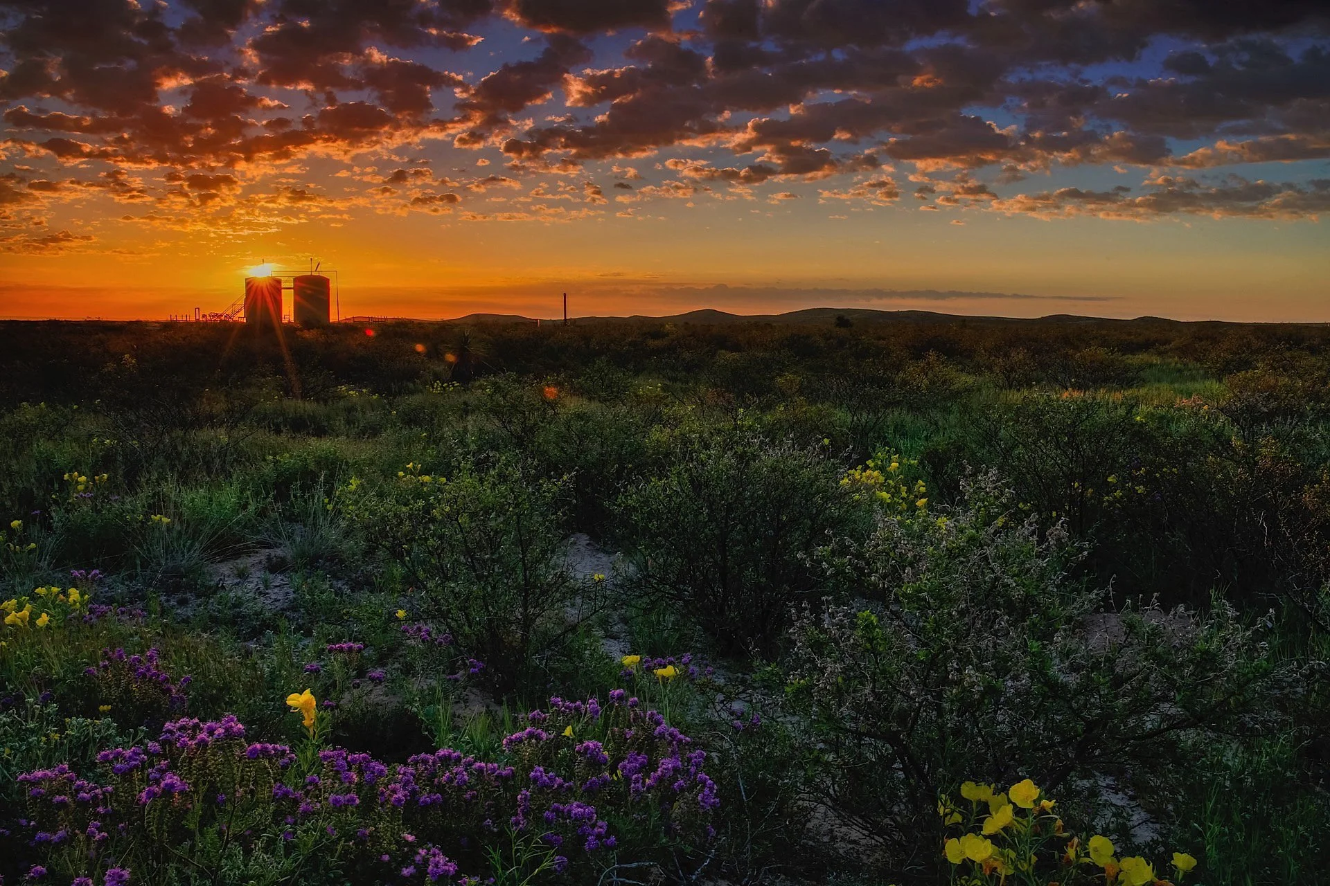 A scenic sunset over a desert landscape with flowering bushes in the foreground and industrial buildings in the distance.