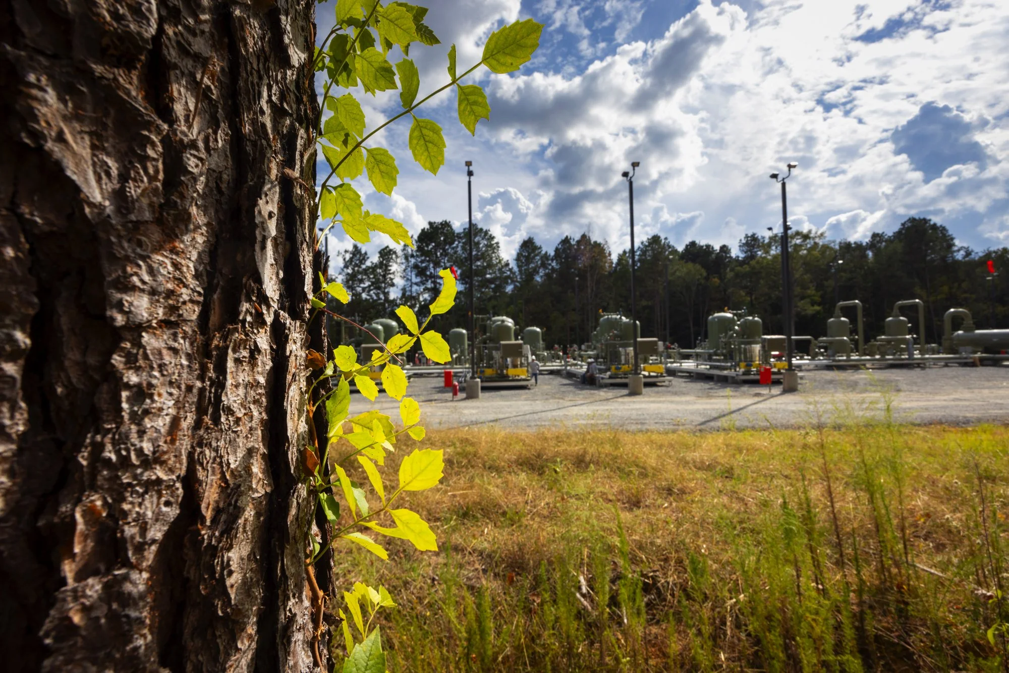 Close-up of a tree trunk with green leaves growing on it, in the foreground, with an industrial facility, pipes, and equipment in the background, under partly cloudy skies.