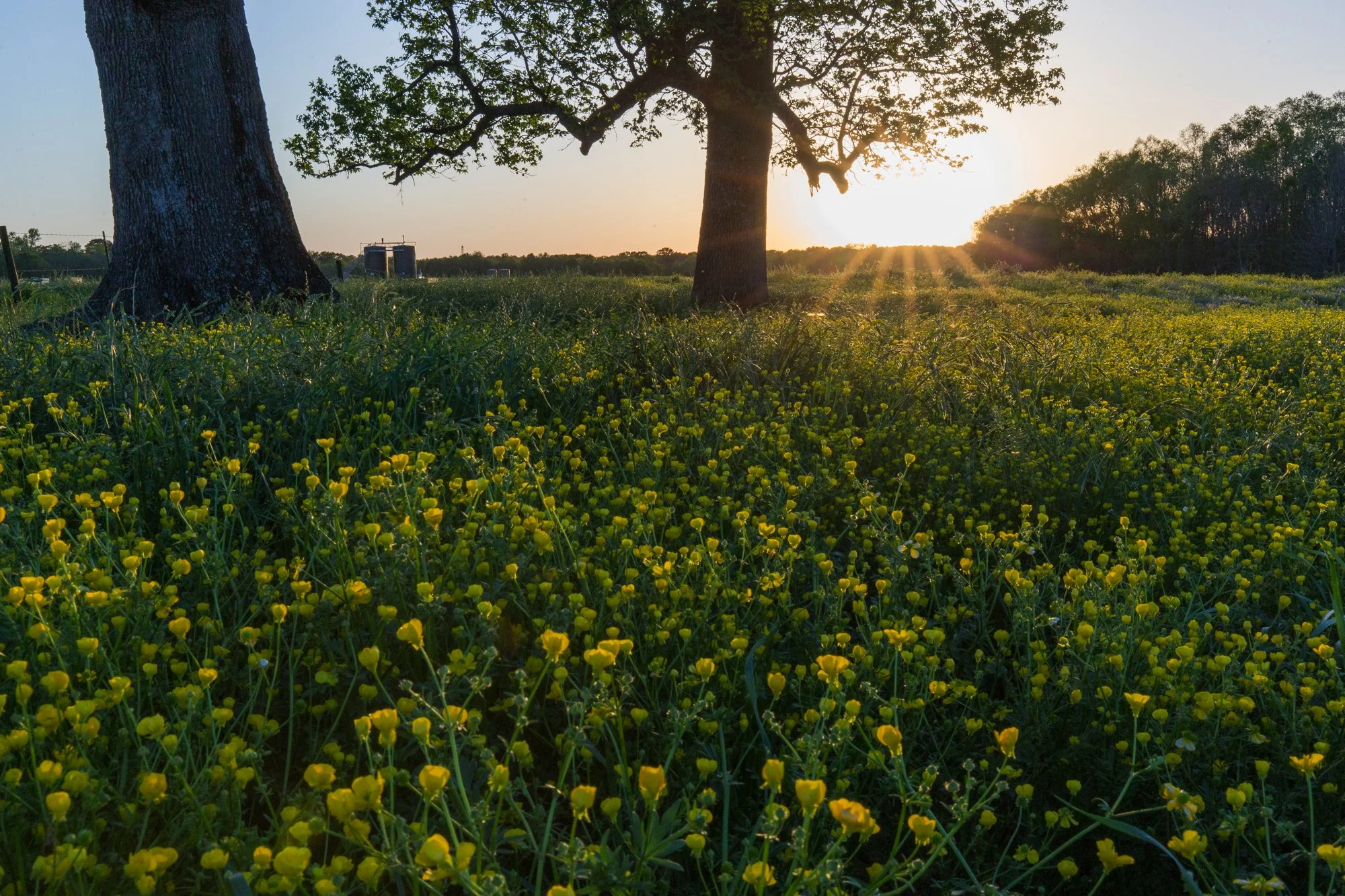 Sunset over a grassy field with yellow wildflowers, large trees, and distant farm equipment.