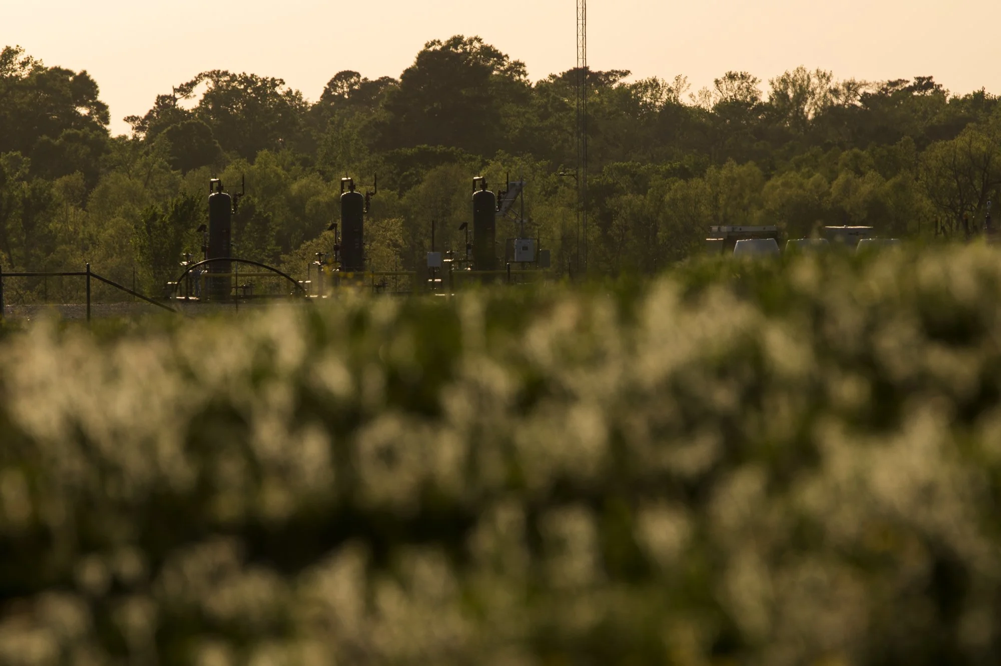 Agricultural field with irrigation equipment and trees in the background.
