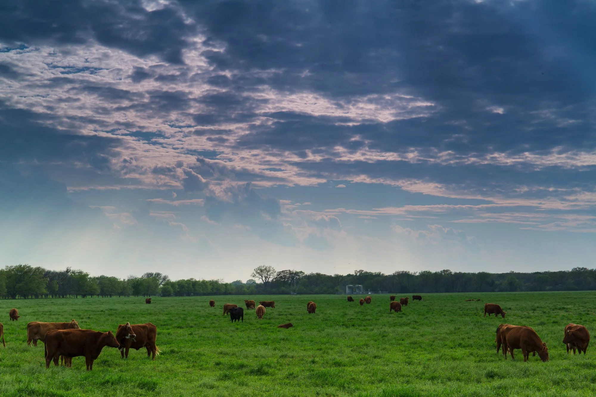 Cattle grazing on a lush green field under a cloudy sky with some trees in the background.