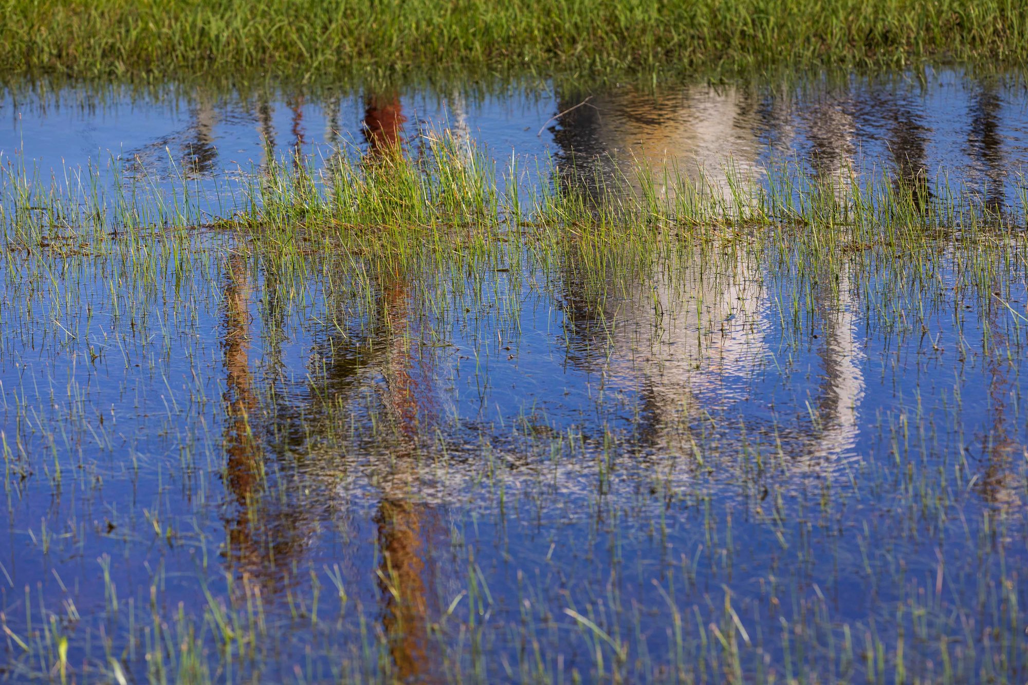 A flooded field with green grass and reflections of trees or plants in the water.