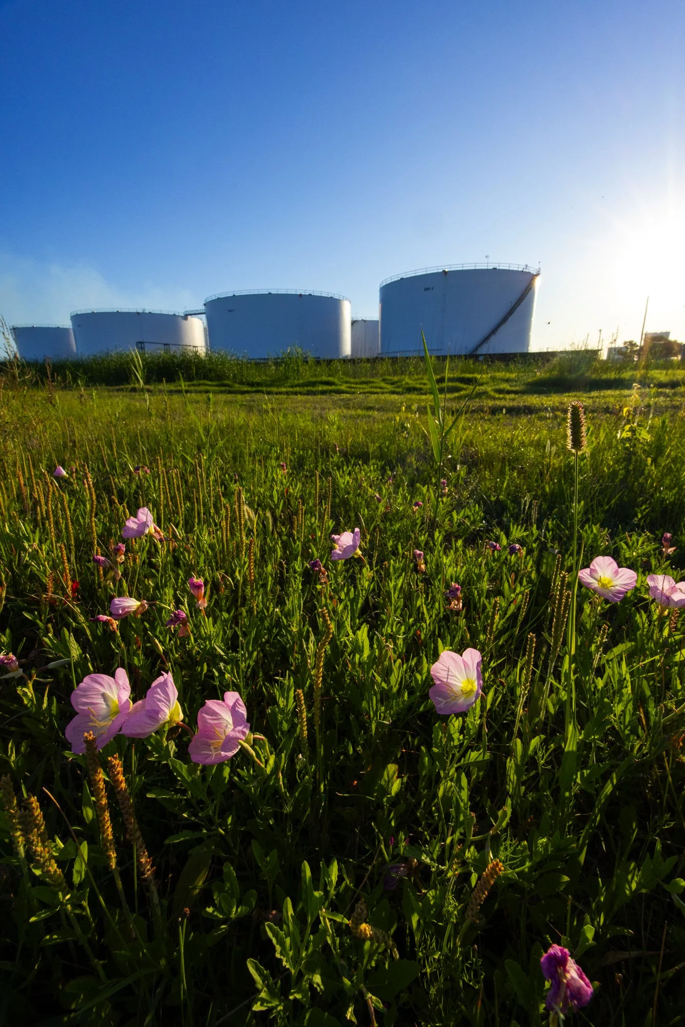Green field with pink wildflowers and tall grass, industrial oil tanks in the background, sunny weather with clear blue sky.