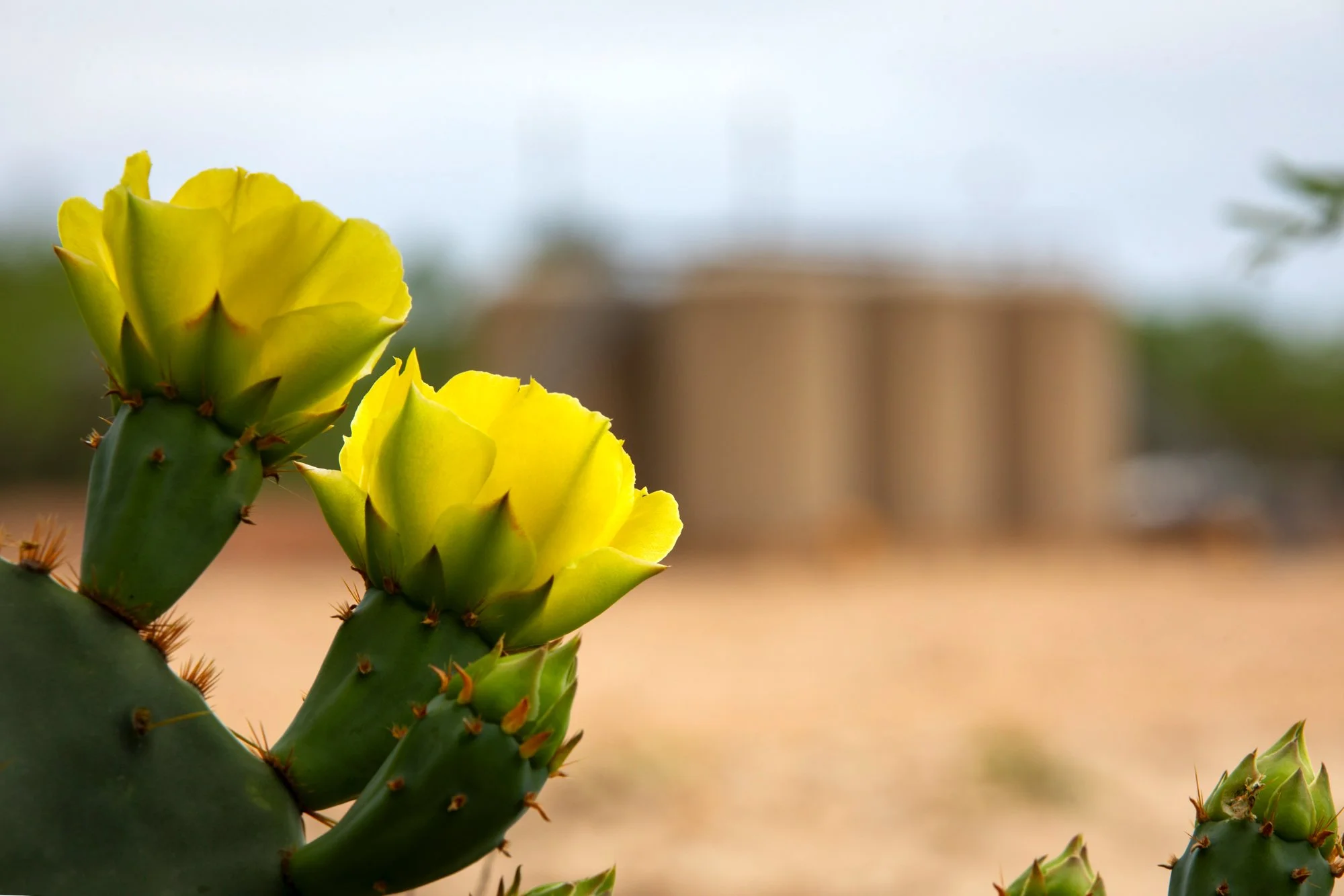 Yellow cactus flowers blooming on green cactus pads in a desert landscape with a blurred building in the background.