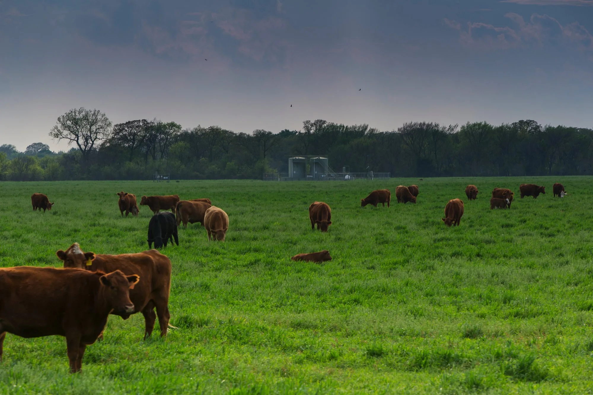 Cows grazing on a green pasture with trees and a storage or utility structure in the background, under a cloudy sky.