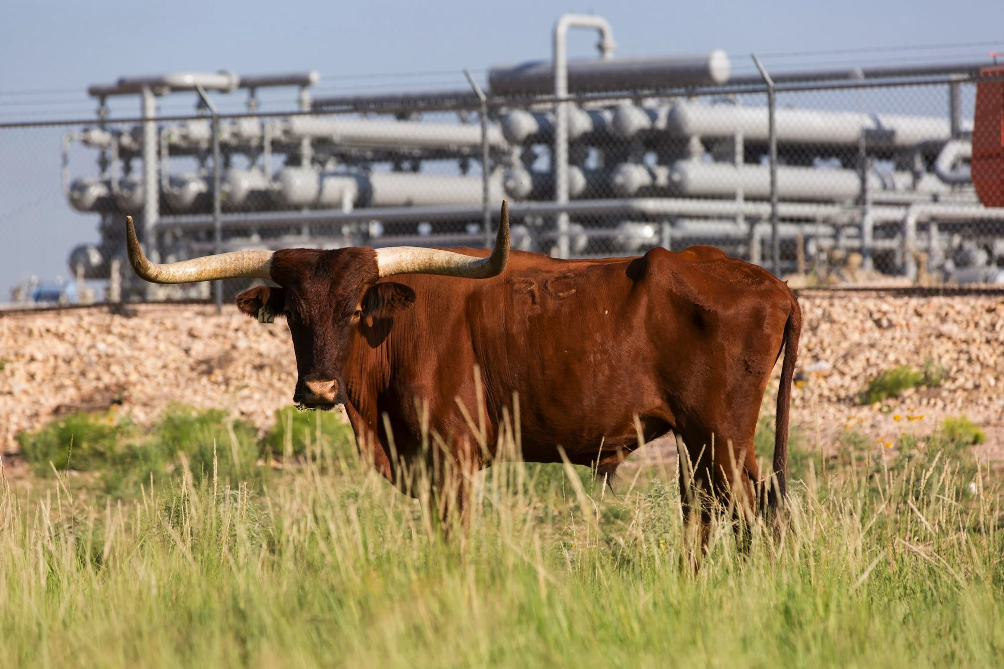 A longhorn steer standing in a grassy field with industrial equipment and pipelines in the background.