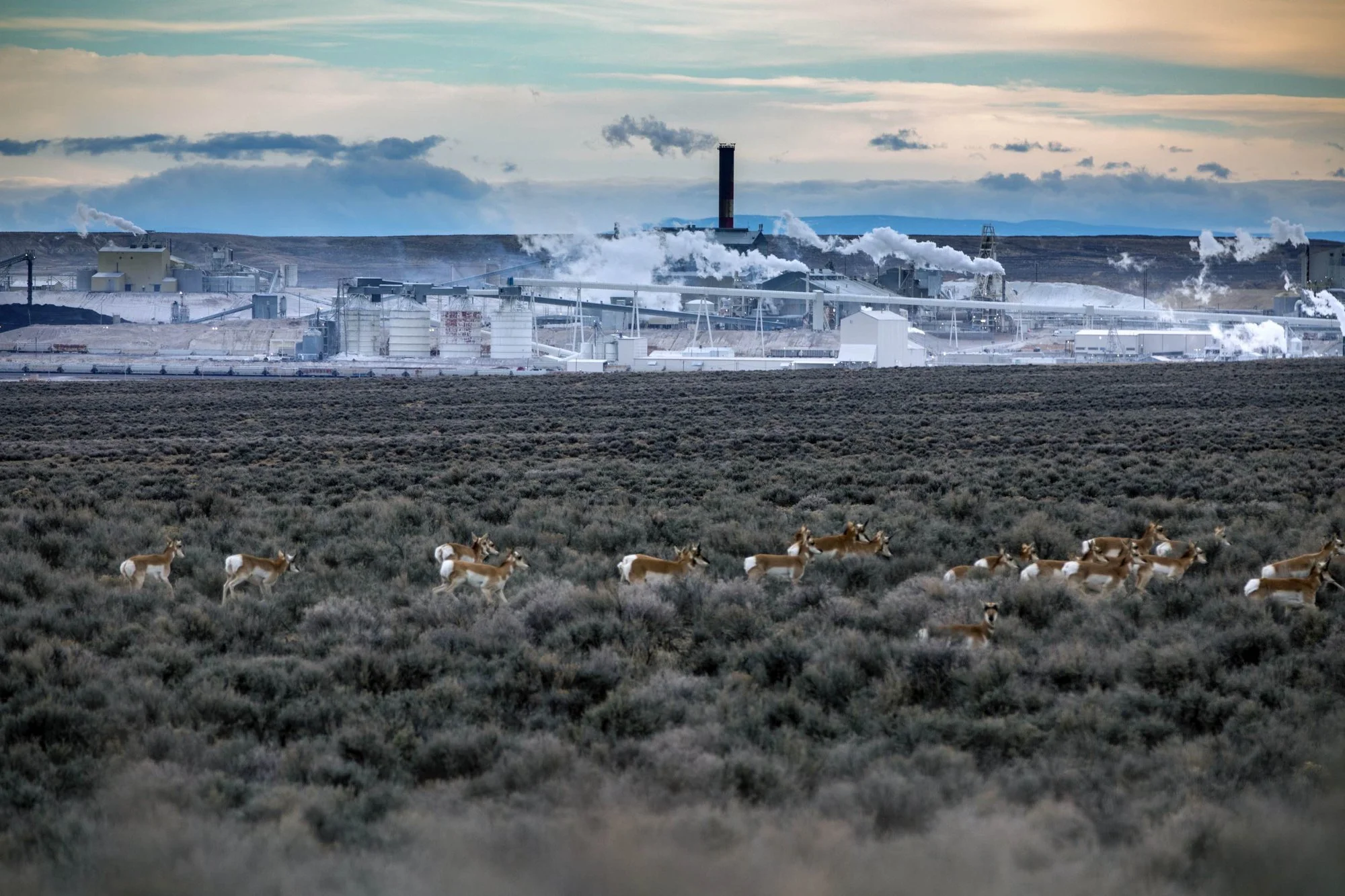 Wild horses grazing on a grassy plain with an industrial factory in the background, emitting smoke and steam into the sky.