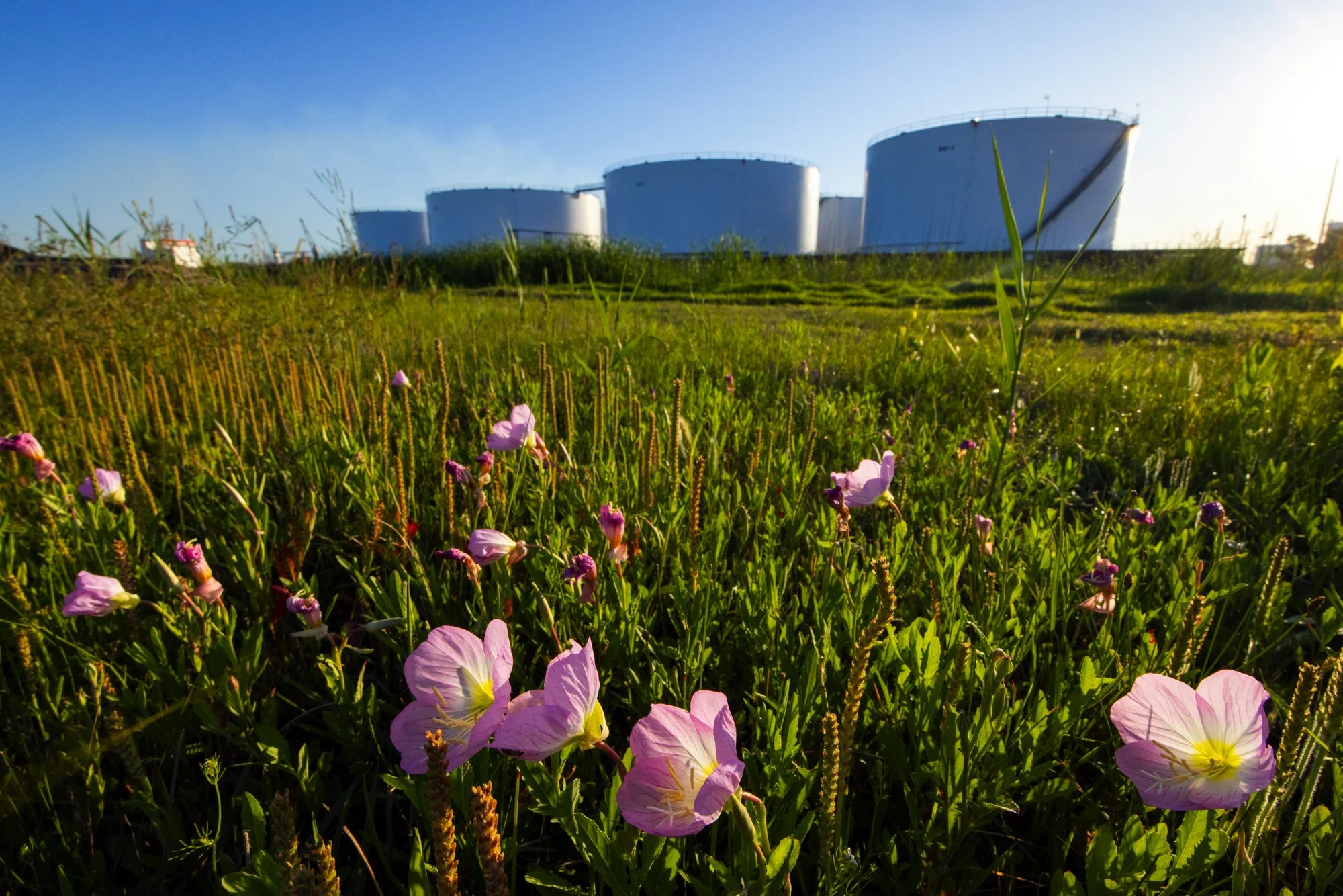 Green field with pink and purple wildflowers in the foreground, and large white storage tanks or cooling towers in the background on a sunny day.
