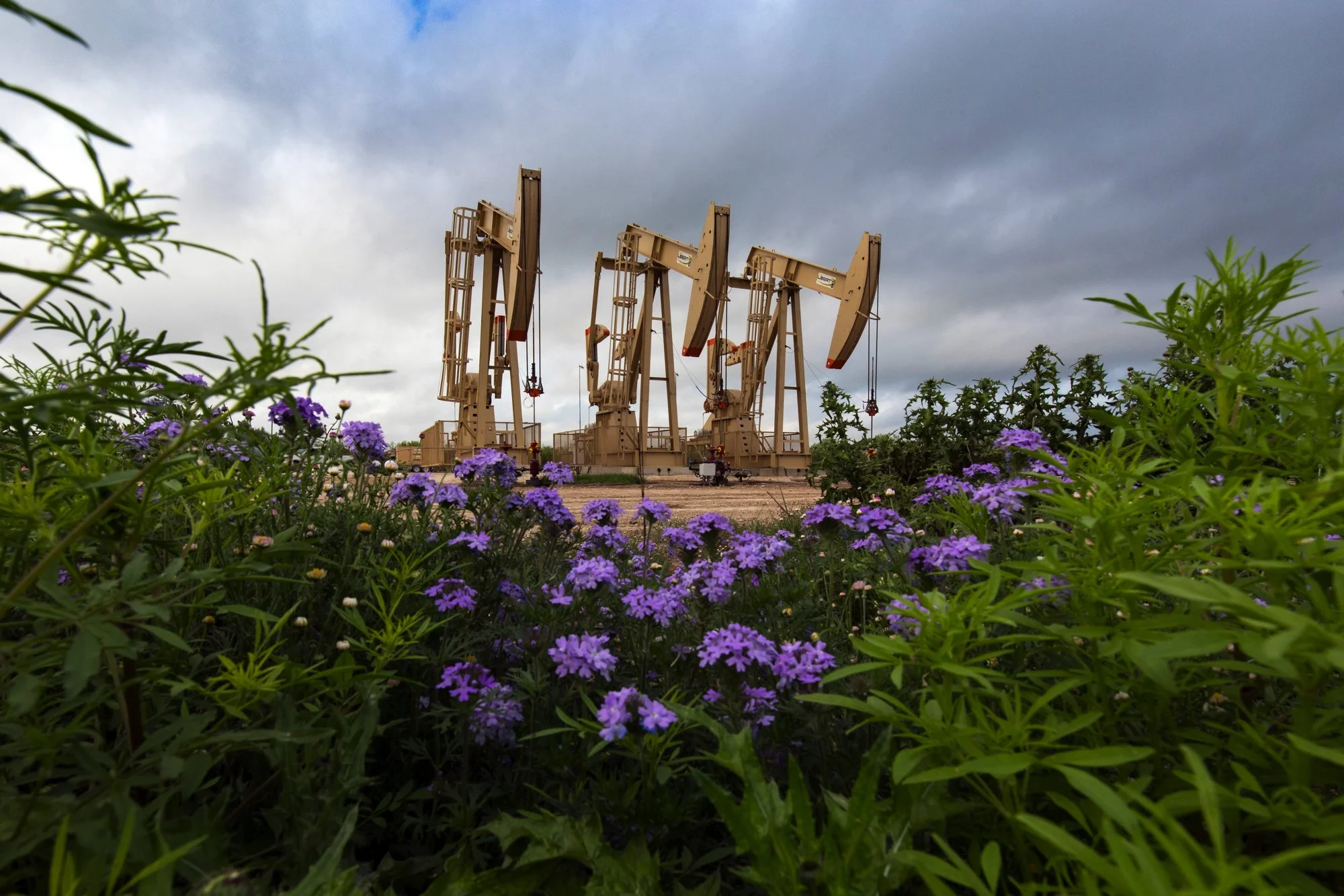 Four oil derricks in a field surrounded by purple flowers and green foliage under a cloudy sky.