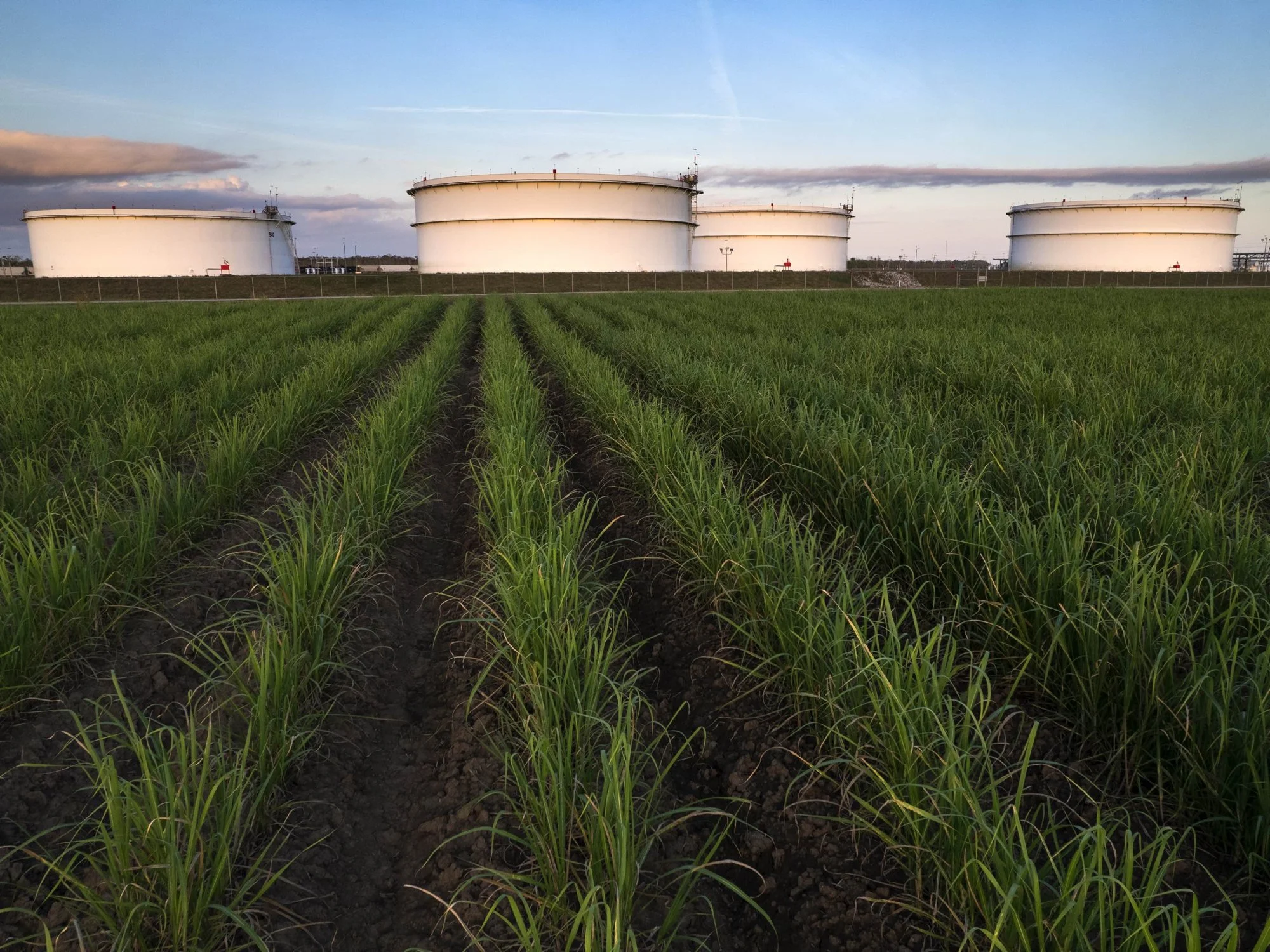 A field of green crops with three large white storage tanks in the background under a cloudy sky.