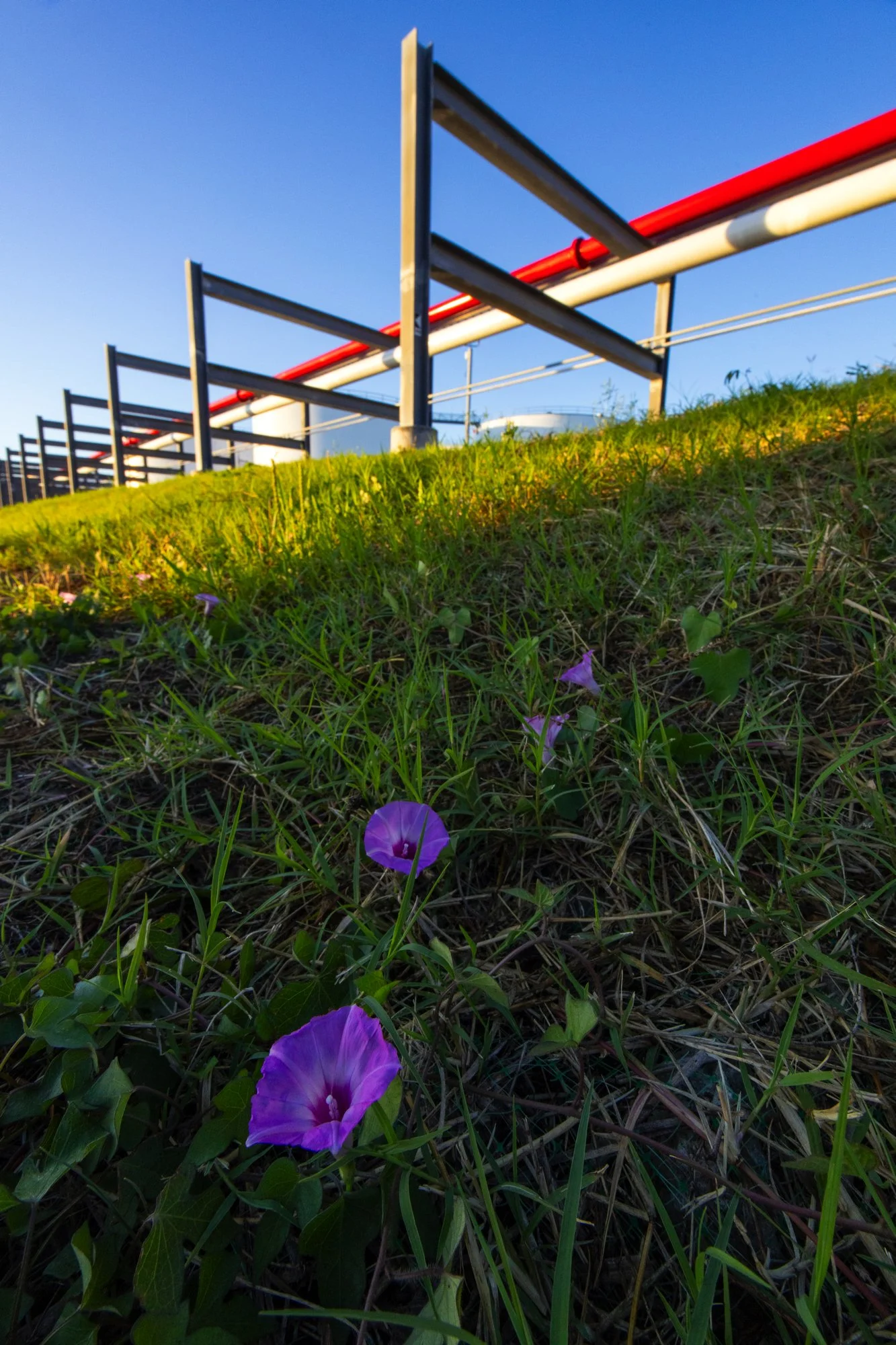 Purple flowers growing on green grass under a railroad track against a clear blue sky.