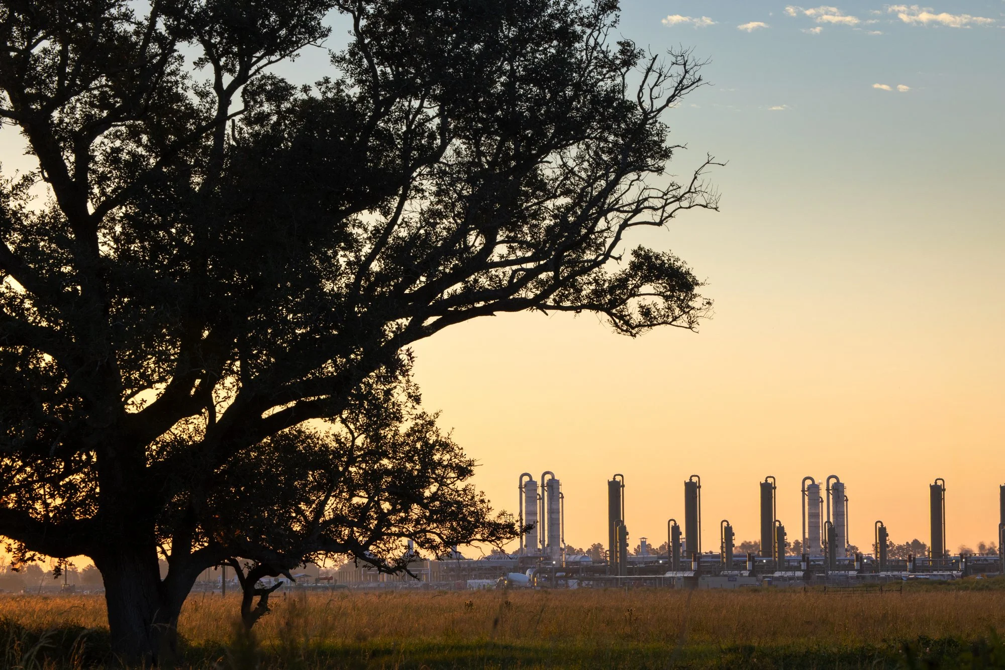 Silhouette of a large tree in a grassy field with industrial oil refinery structures in the background at sunset.