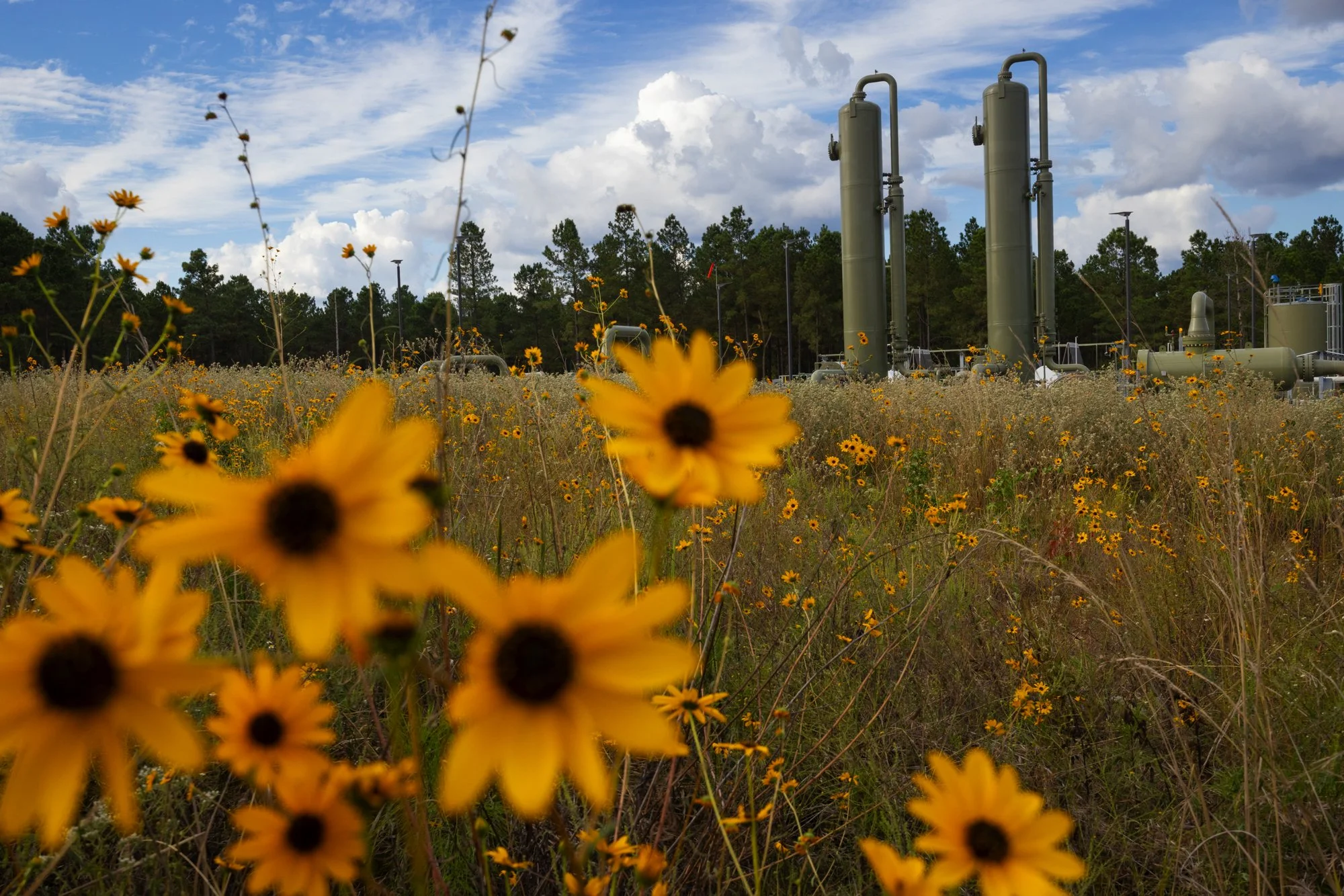 Yellow wildflowers in a field with an industrial facility of large pipes and towers in the background, under a partly cloudy sky.