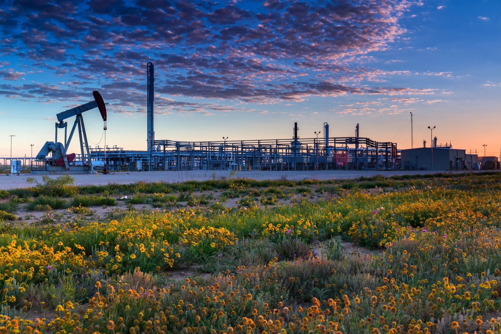 Oil drilling rig at sunset surrounded by yellow wildflowers