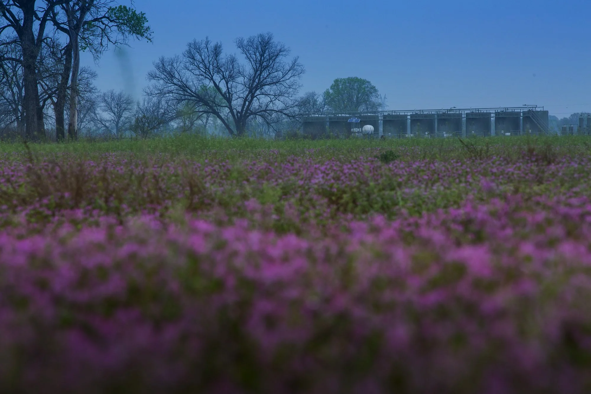 A field with pink flowers in the foreground, leafless trees in the background, and an industrial building or water treatment plant in the distance under a blue sky.