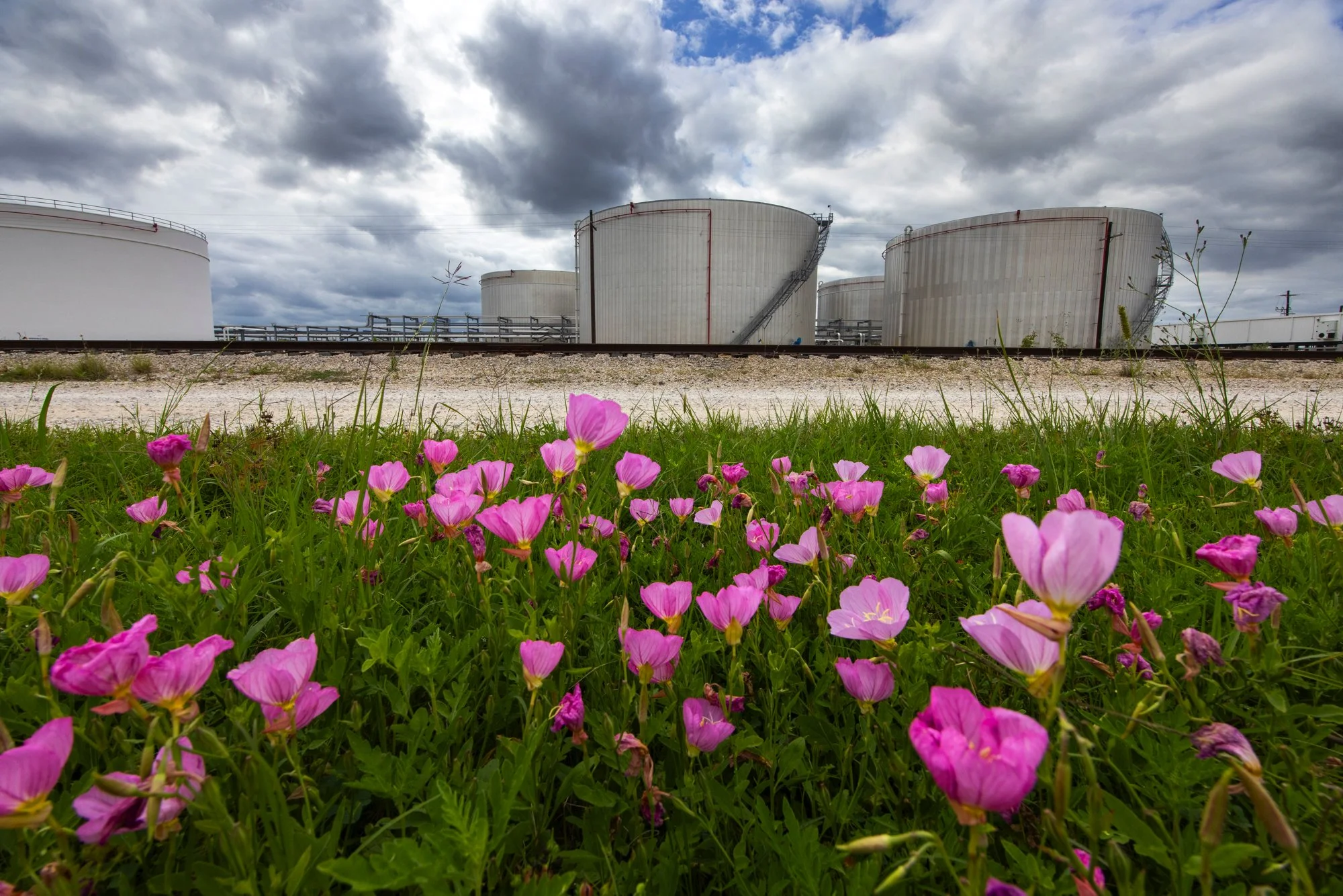 Pink flowers in the foreground with large white industrial storage tanks and cloudy sky in the background.