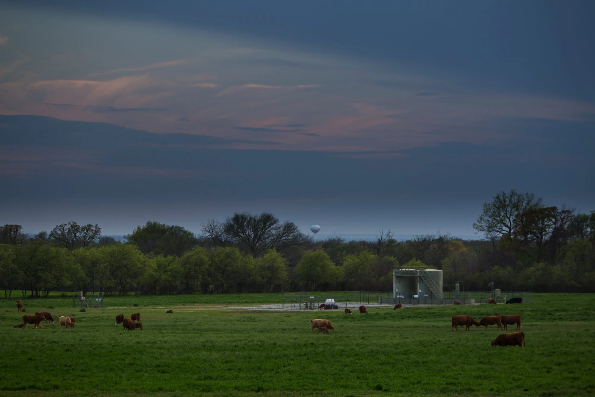 A rural landscape with a green pasture, cattle grazing, trees in the background, a water tower, and a cloudy sky.