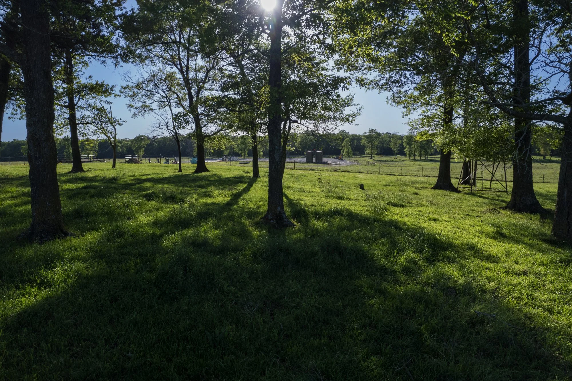 A grassy park with tall trees casting shadows, with a fenced area and some structures in the background under a clear sky.