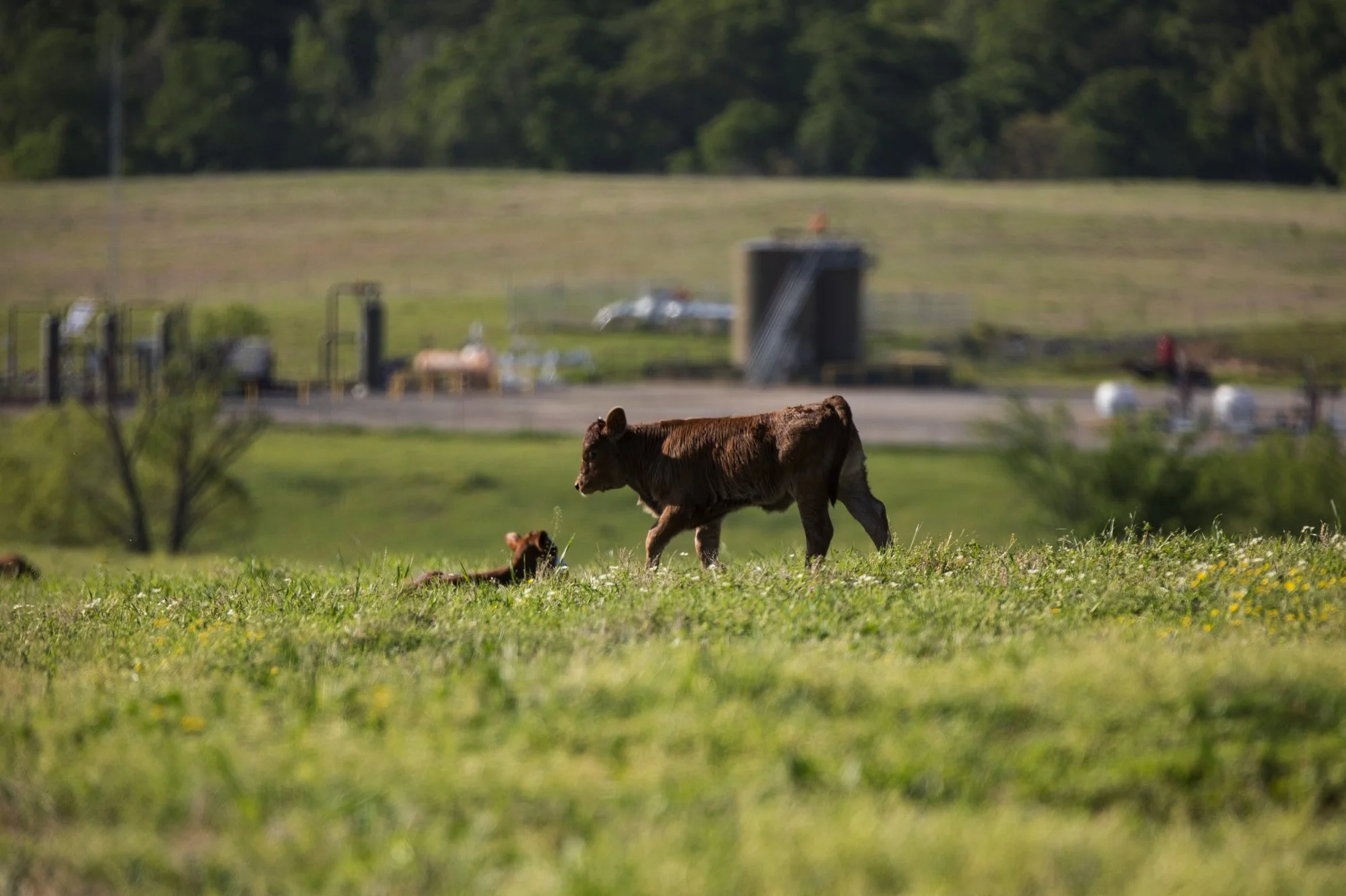 A baby cow lying on the grass with a larger cow walking nearby in a rural field, with industrial buildings and trees in the background.