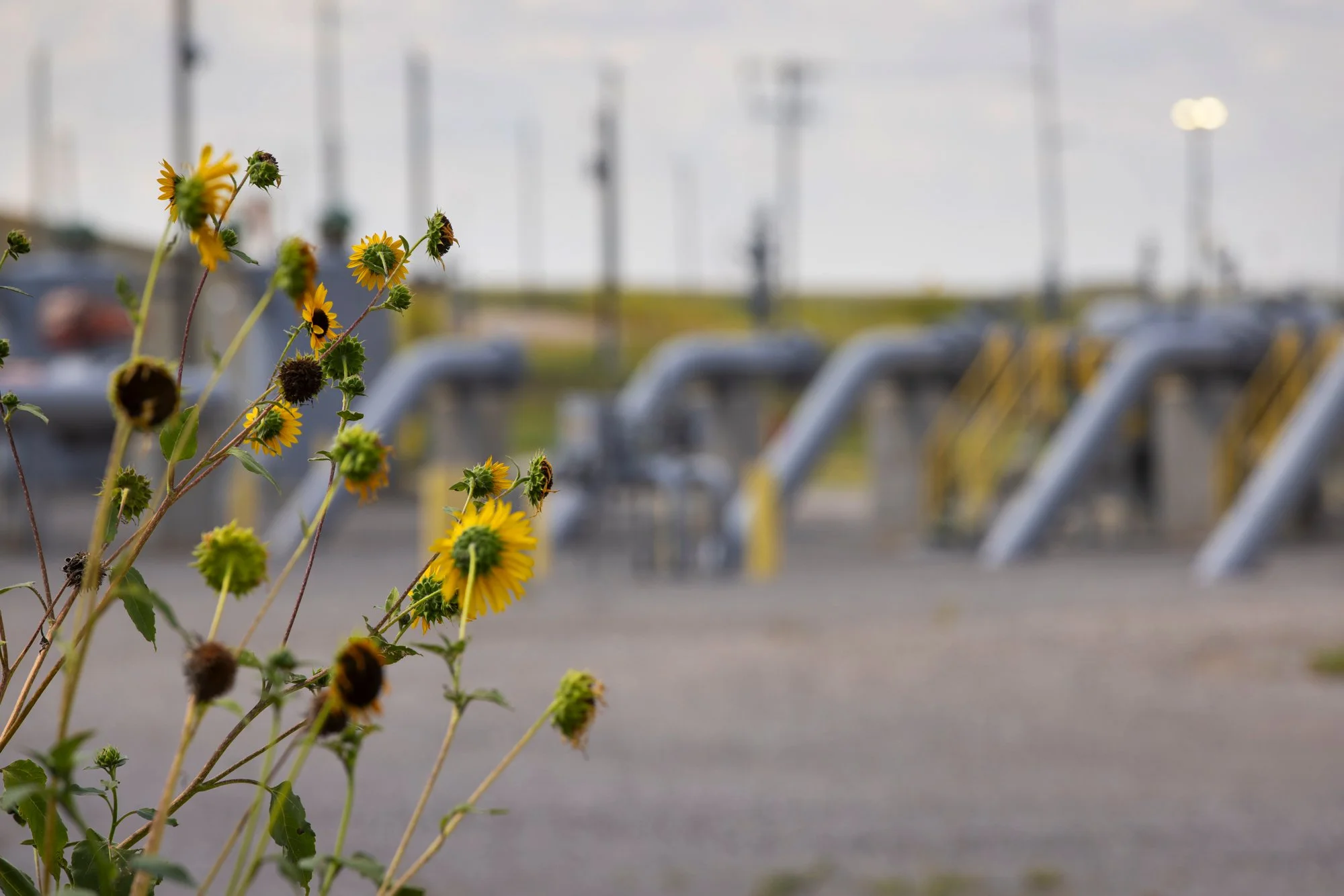 Wildflowers in yellow on the left, blurry parking lot with bike racks and parked bikes in the background.