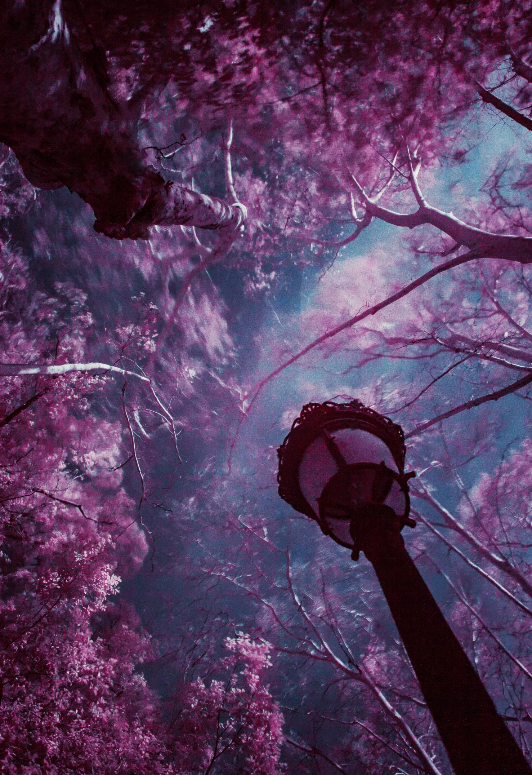 Nighttime view of pink flowering trees and a street lamp against the dark sky.
ghostwriting.
