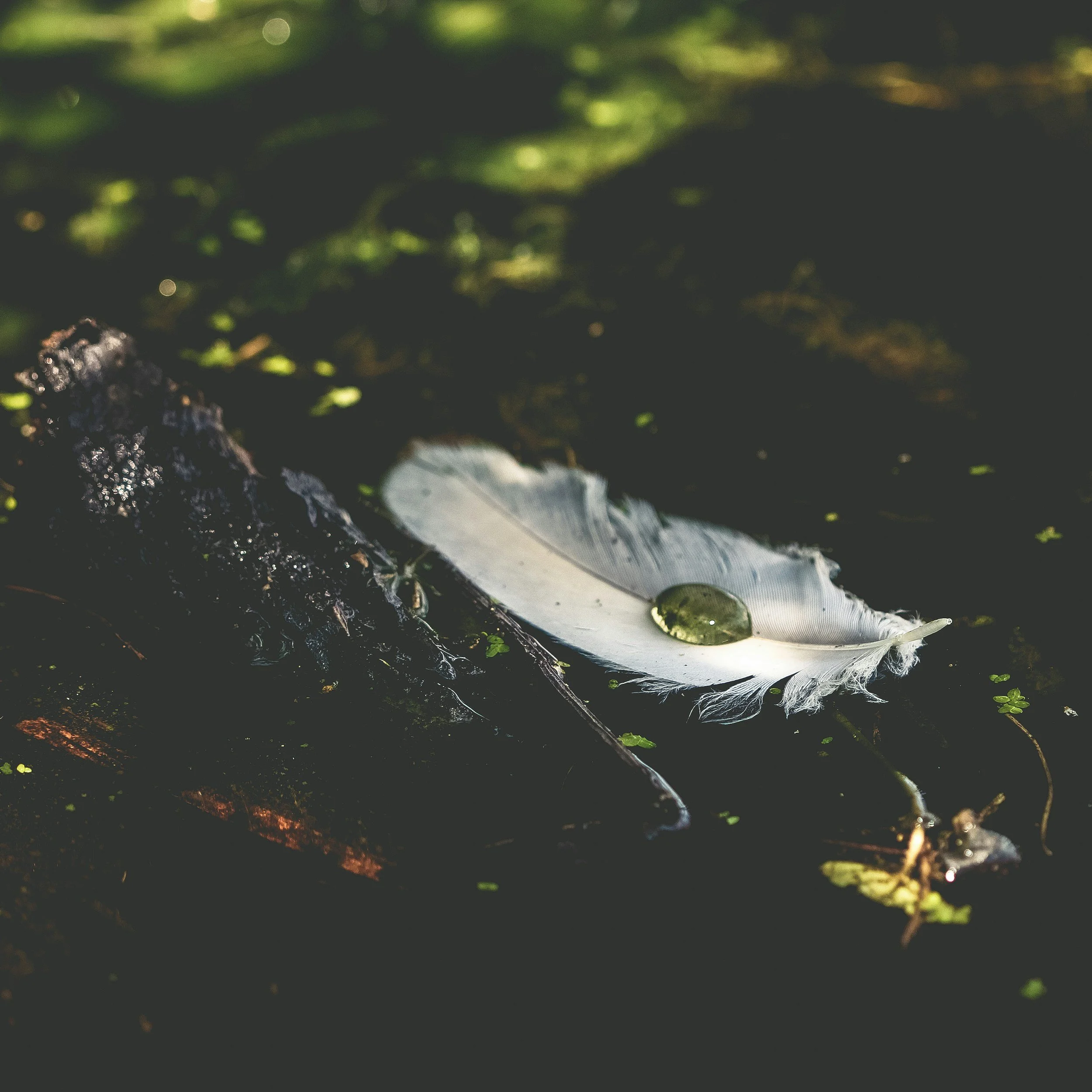Close-up of a white feather resting on dark soil, with small green plants and water droplets visible in the background.
fantasy ghostwriting
fantasy novel
worldbuilding
epic fantasy
fantasy author