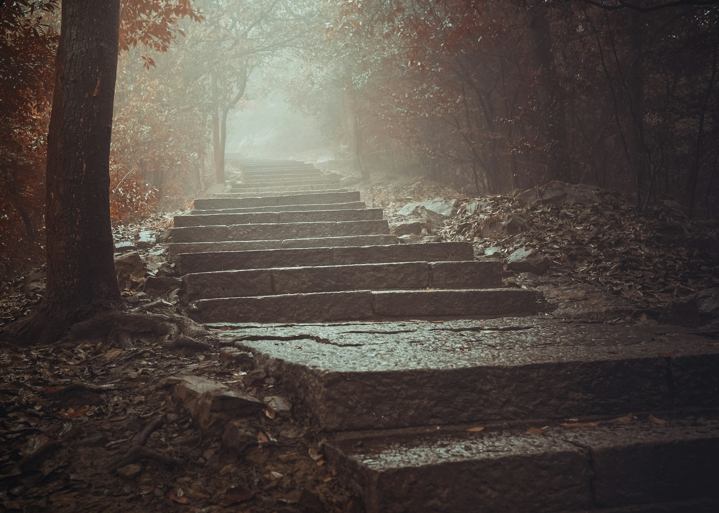 Stone steps leading up through a foggy forest with dense trees and fallen leaves on the ground.  fantasy ghostwriting
fantasy novel
worldbuilding
epic fantasy
fantasy author